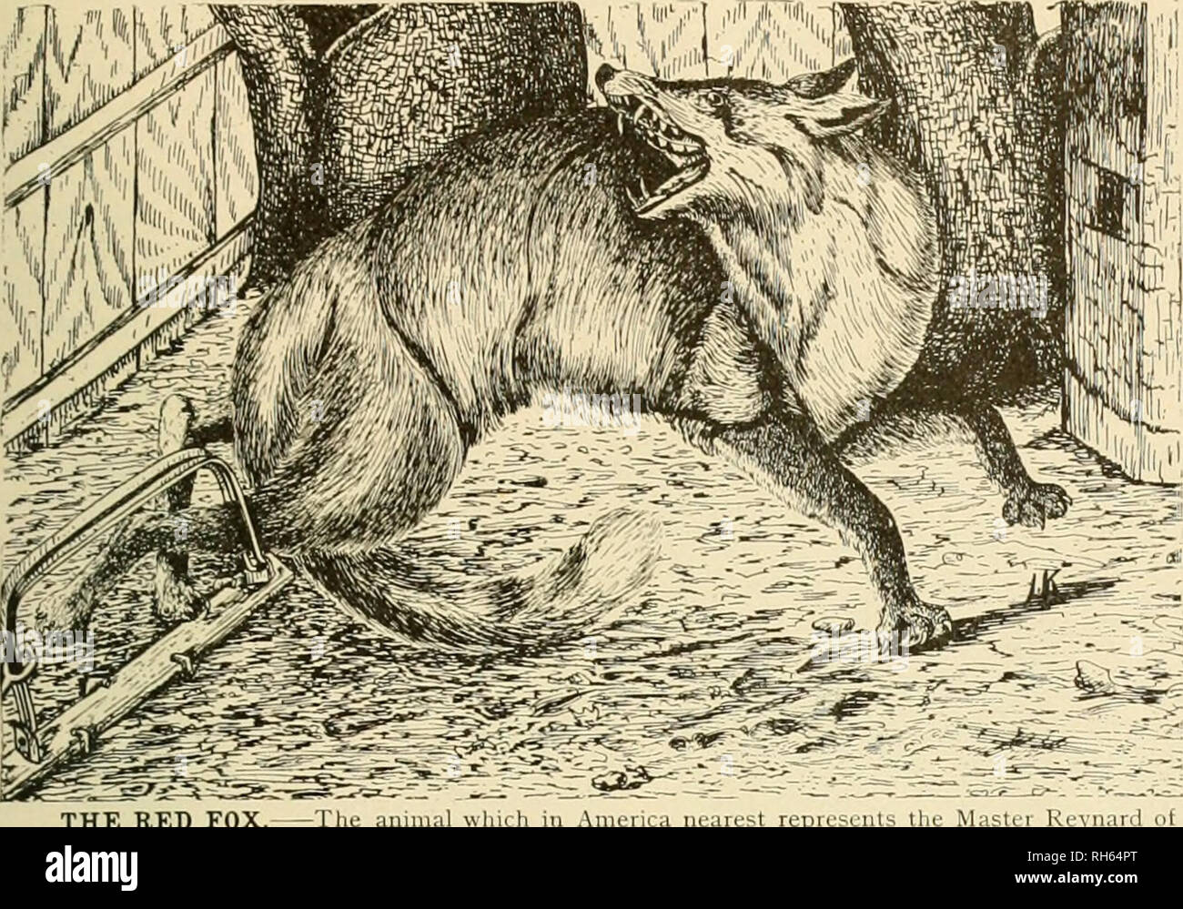Brehm's Life of animals : a complete natural history for popular home instruction and for the use of schools. Mammals; Animal behavior. THE DOG FAMILYâFOX. 237 The Fox Has The Fox Brehm's Life of animals : a complete natural history for popular home instruction and for the use of schools. Mammals; Animal behavior. THE DOG FAMILYâFOX. 237 The Fox Has The Fox