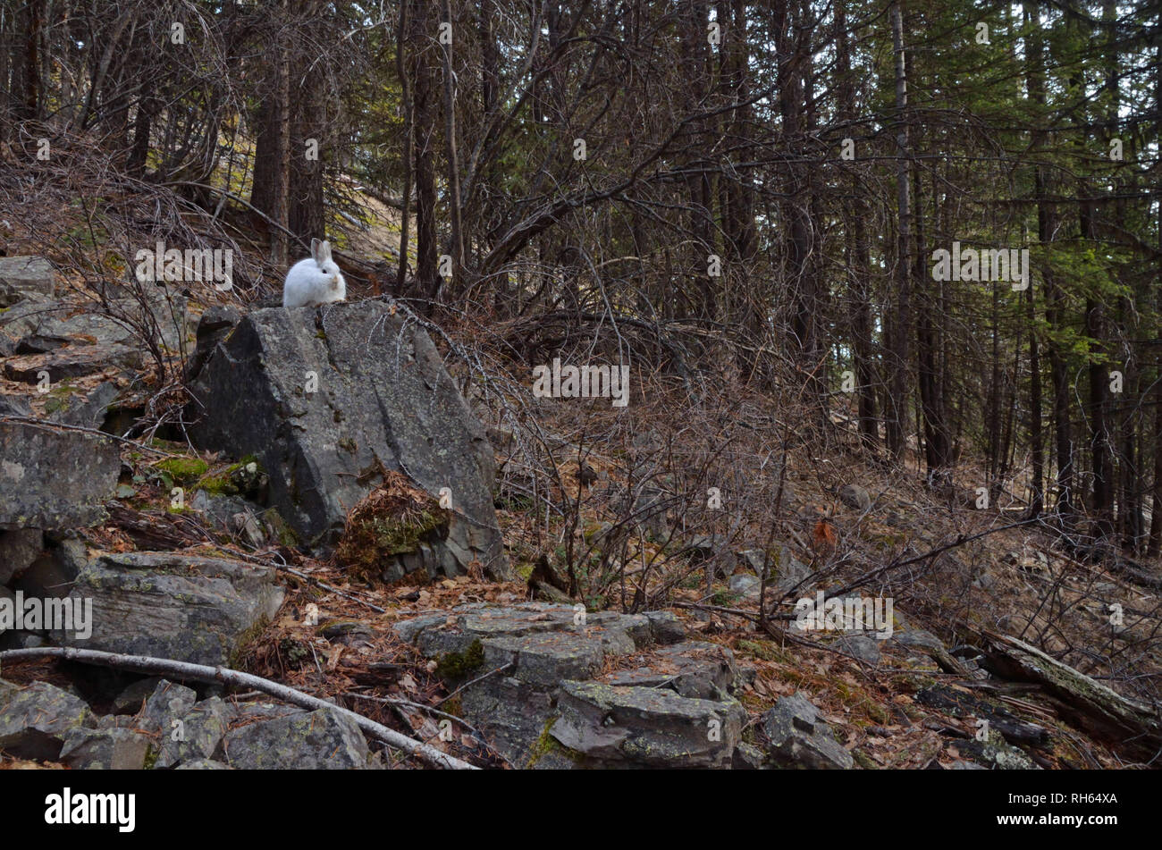 A snowshoe hare perches on a rock during a winter with historically low