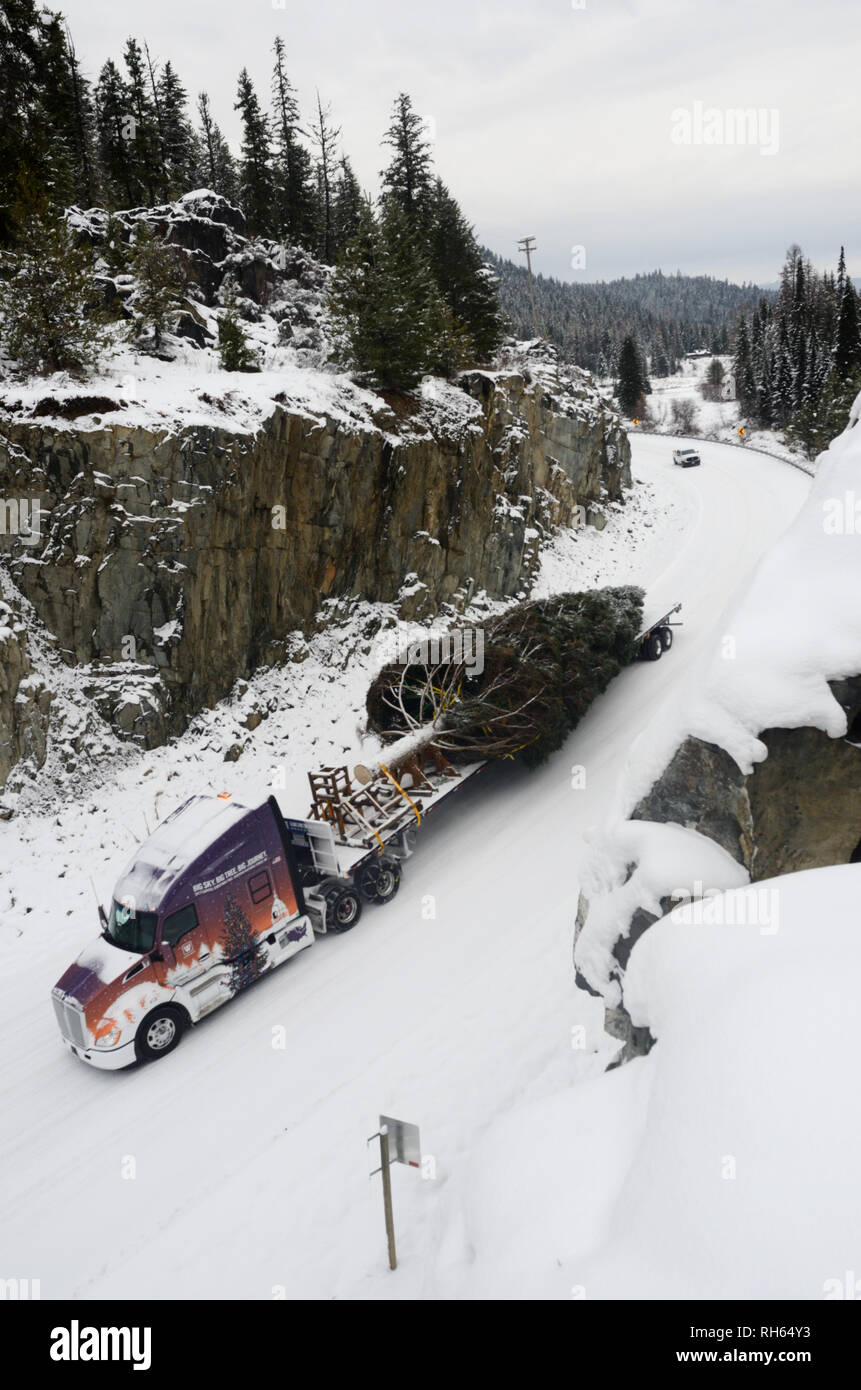 The 2017 Capitol Christmas tree being transported down the Yaak River Road. Yaak Valley, Montana. (Photo by Randy Beacham) Stock Photo