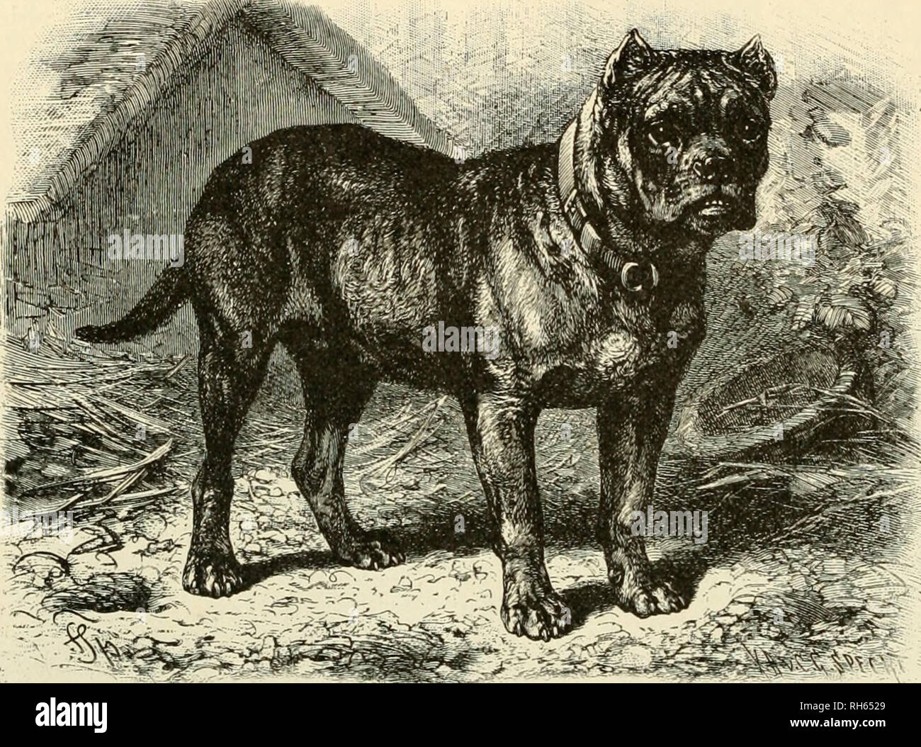 Brehm's Life of animals : a complete natural history for popular home instruction and for the use of schools. Mammals; Animal behavior. 216 THE BEASTS OF PREY. and faithfulness; and these Brehm's Life of animals : a complete natural history for popular home instruction and for the use of schools. Mammals; Animal behavior. 216 THE BEASTS OF PREY. and faithfulness; and these