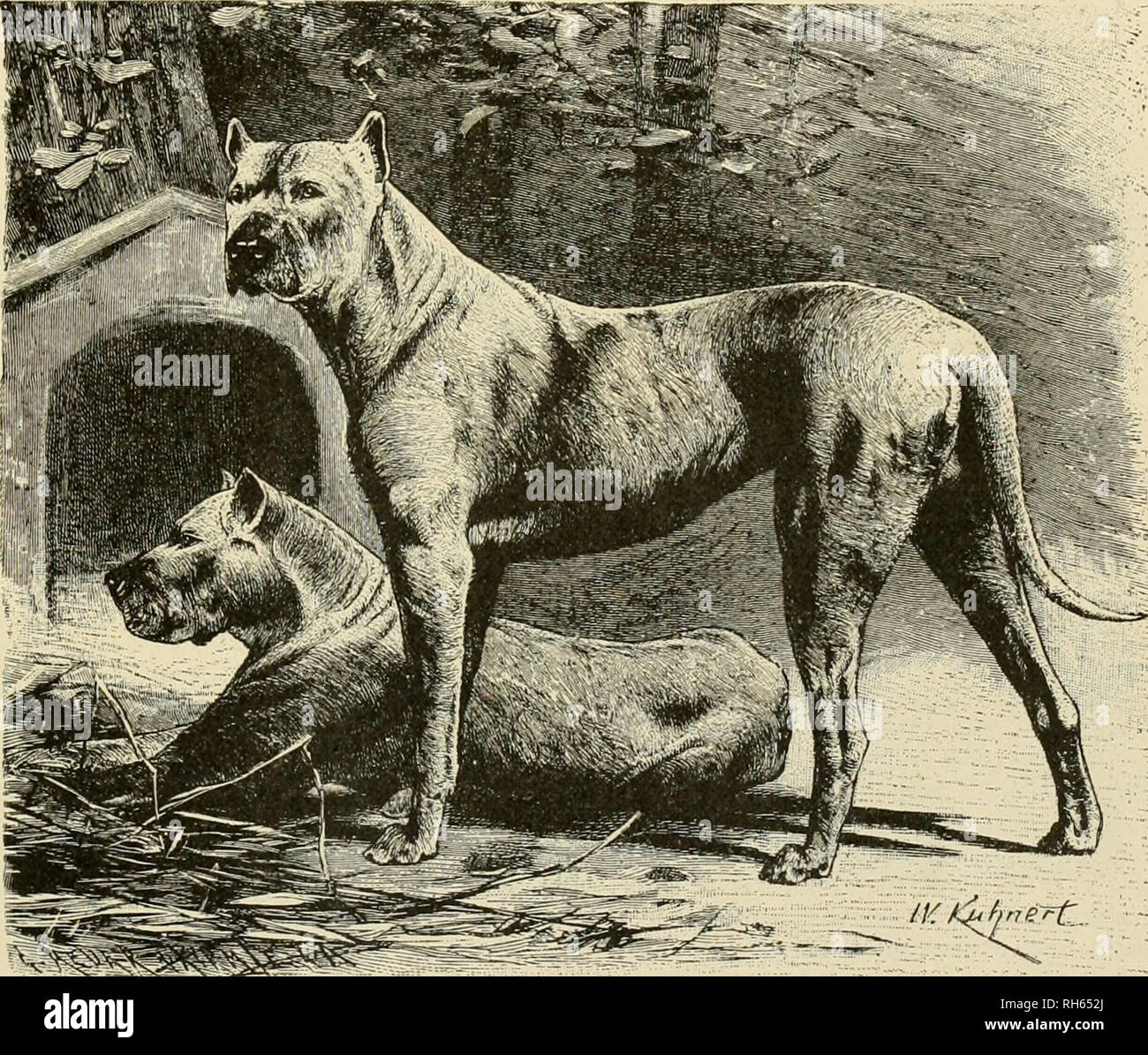 First mammals on earth hires stock photography and images Alamy