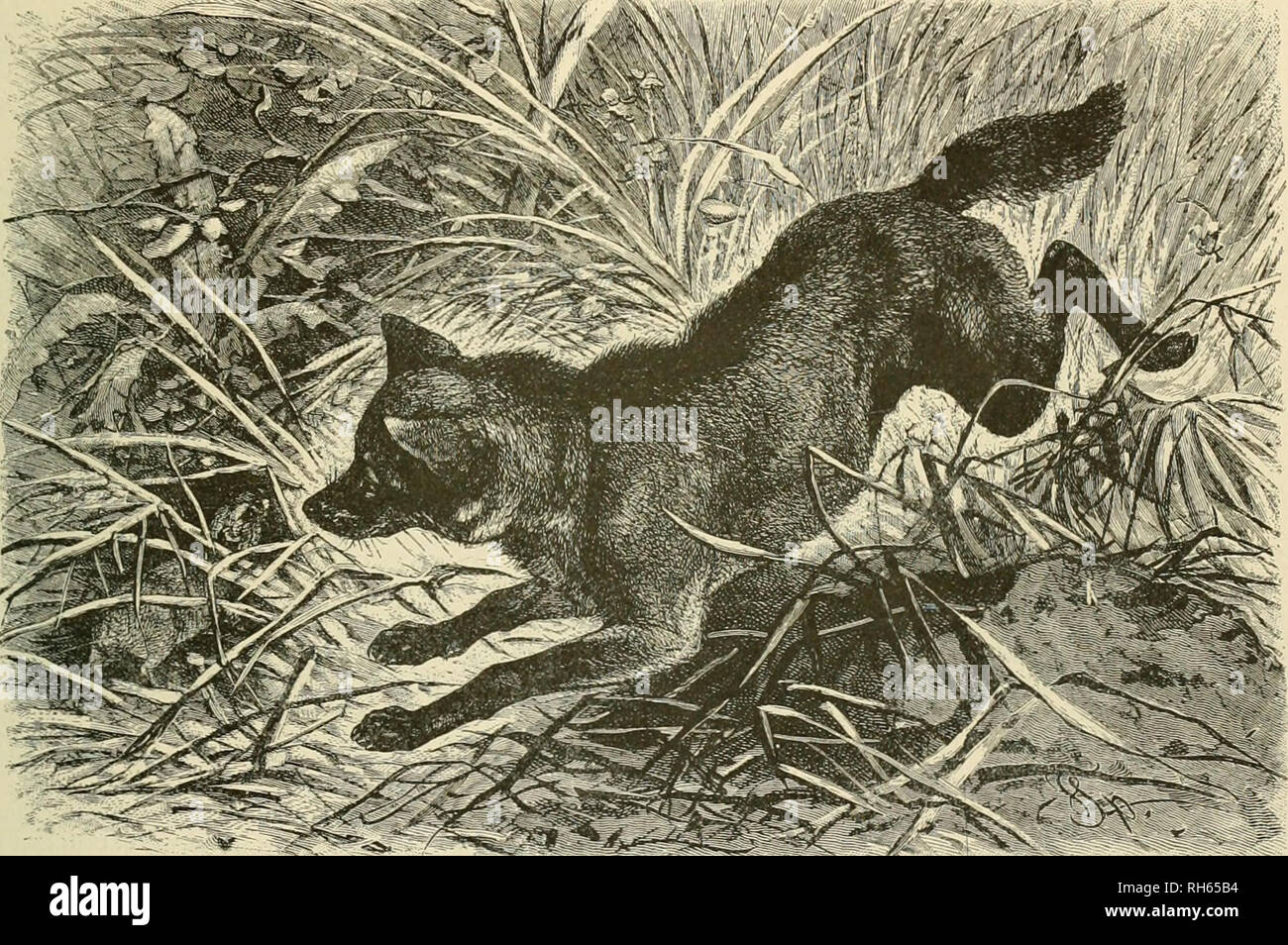 Brehm's Life of animals : a complete natural history for popular home instruction and for the use of schools. Mammals; Animal behavior. THE DOG FAMILY—WOLF. 101 in the Atlas country. He Brehm's Life of animals : a complete natural history for popular home instruction and for the use of schools. Mammals; Animal behavior. THE DOG FAMILY—WOLF. 101 in the Atlas country. He