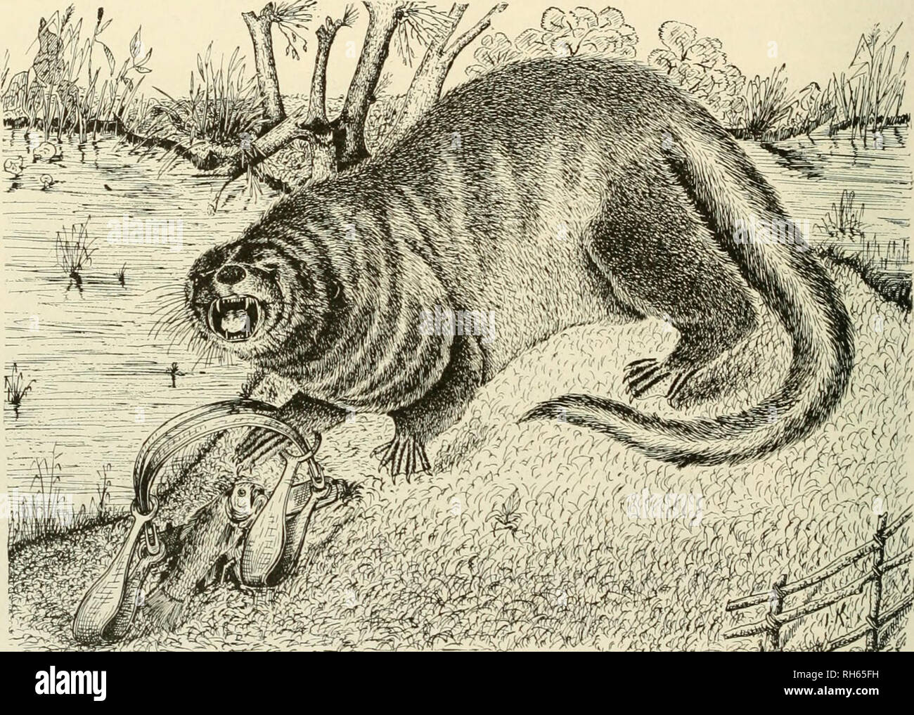 Brehm's Life of animals : a complete natural history for popular home  instruction and for the use of schools. Mammals; Animal behavior. 178 THE  BEASTS OF PREY. Story of "A well-known