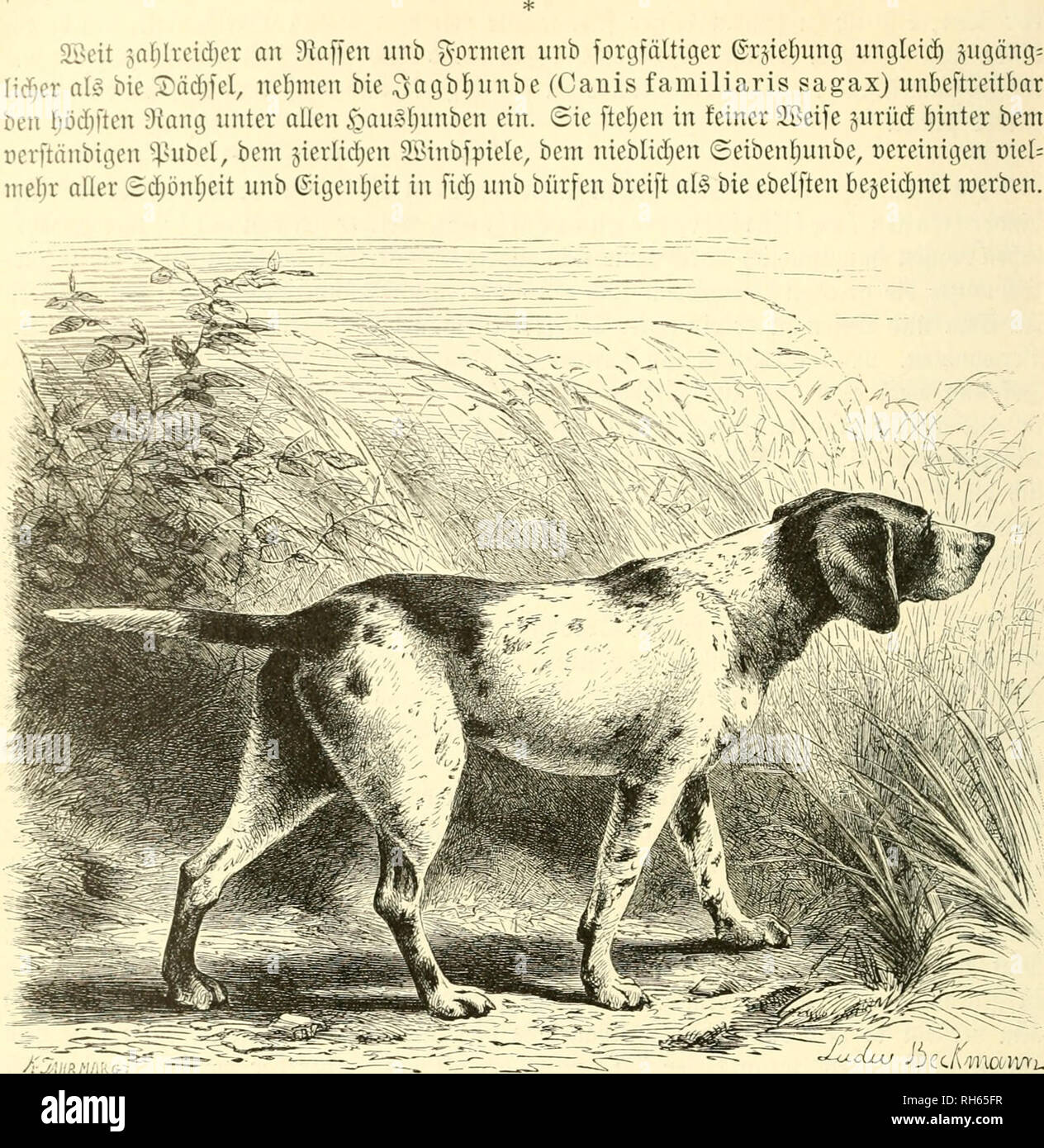 Canis Famillaris High Resolution Stock Photography And Images Alamy Canis Famillaris High Resolution Stock Photography And Images Alamy