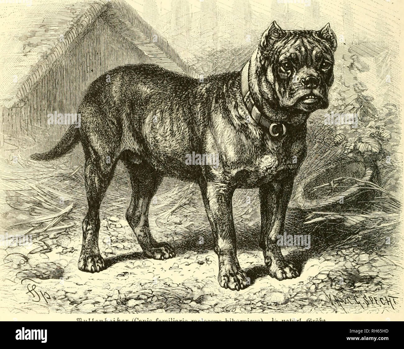 Порода самой древней собаки. Булленбейсер. Древняя собака. Самая древняя порода собак. Вымершие породы собак.