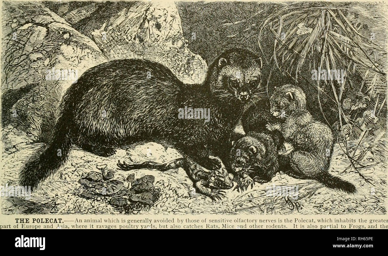 Brehm's Life of animals : a complete natural history for popular home  instruction and for the use of schools. Mammals; Animal behavior. THE  MARTEN FAMILY-WEASEL GROUP. 157 The Polecat's The Polecat