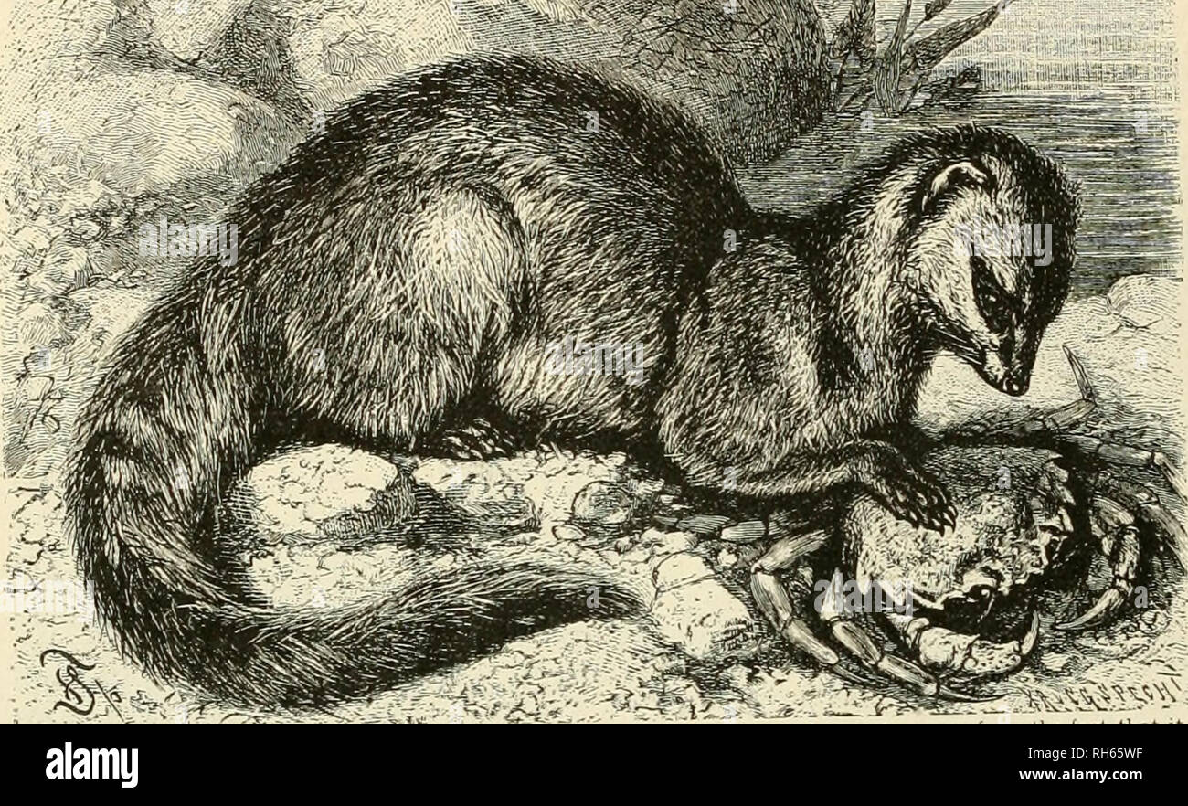 Brehm's Life of animals : a complete natural history for popular home instruction and for the use of schools. Mammals; Animal behavior. 148 THE BEASTS OF PREY. :kii% - ' ' Brehm's Life of animals : a complete natural history for popular home instruction and for the use of schools. Mammals; Animal behavior. 148 THE BEASTS OF PREY. :kii% - ' '