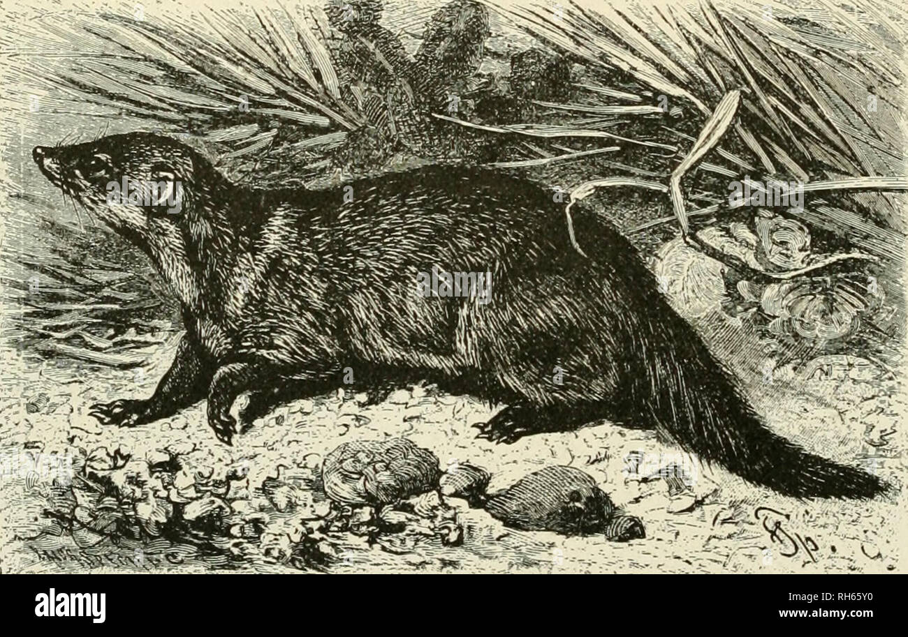 Brehm's Life of animals : a complete natural history for popular home instruction and for the use of schools. Mammals; Animal behavior. 146 THE BEASTS OF PREY. eyes are not surrounded Brehm's Life of animals : a complete natural history for popular home instruction and for the use of schools. Mammals; Animal behavior. 146 THE BEASTS OF PREY. eyes are not surrounded
