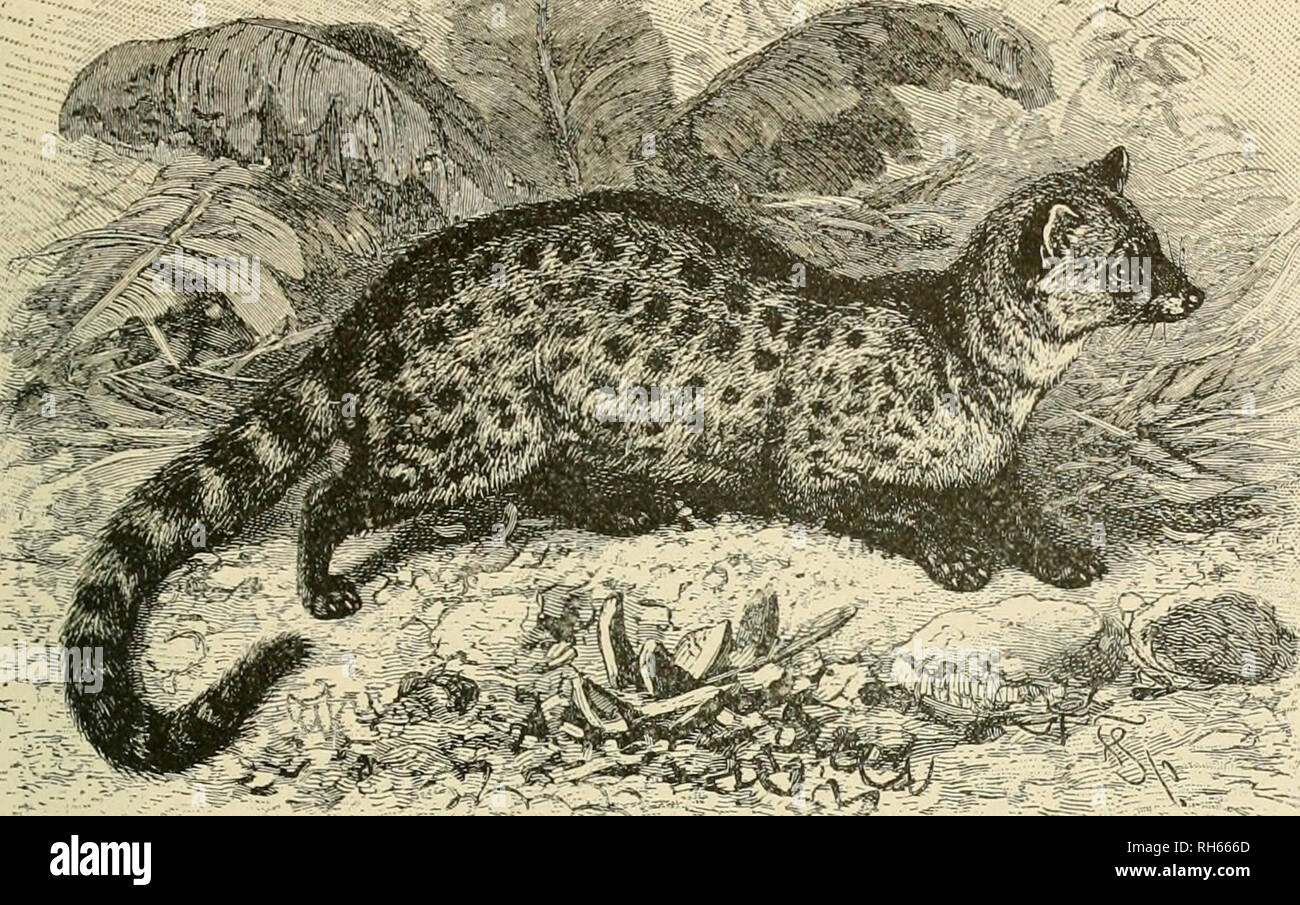 Brehm S Life Of Animals A Complete Natural History For
