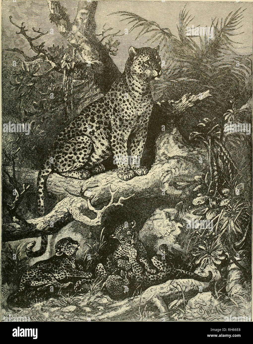 Brehm's Life of animals : a complete natural history for popular home  instruction and for the use of schools. Mammals; Animal behavior.  LEOPARDESS AND YOUNG. Here is shown a Leopardess in