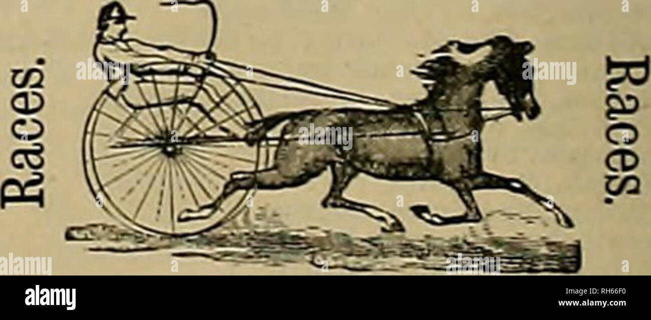 did people bid on chariot races did people bid on chariot races