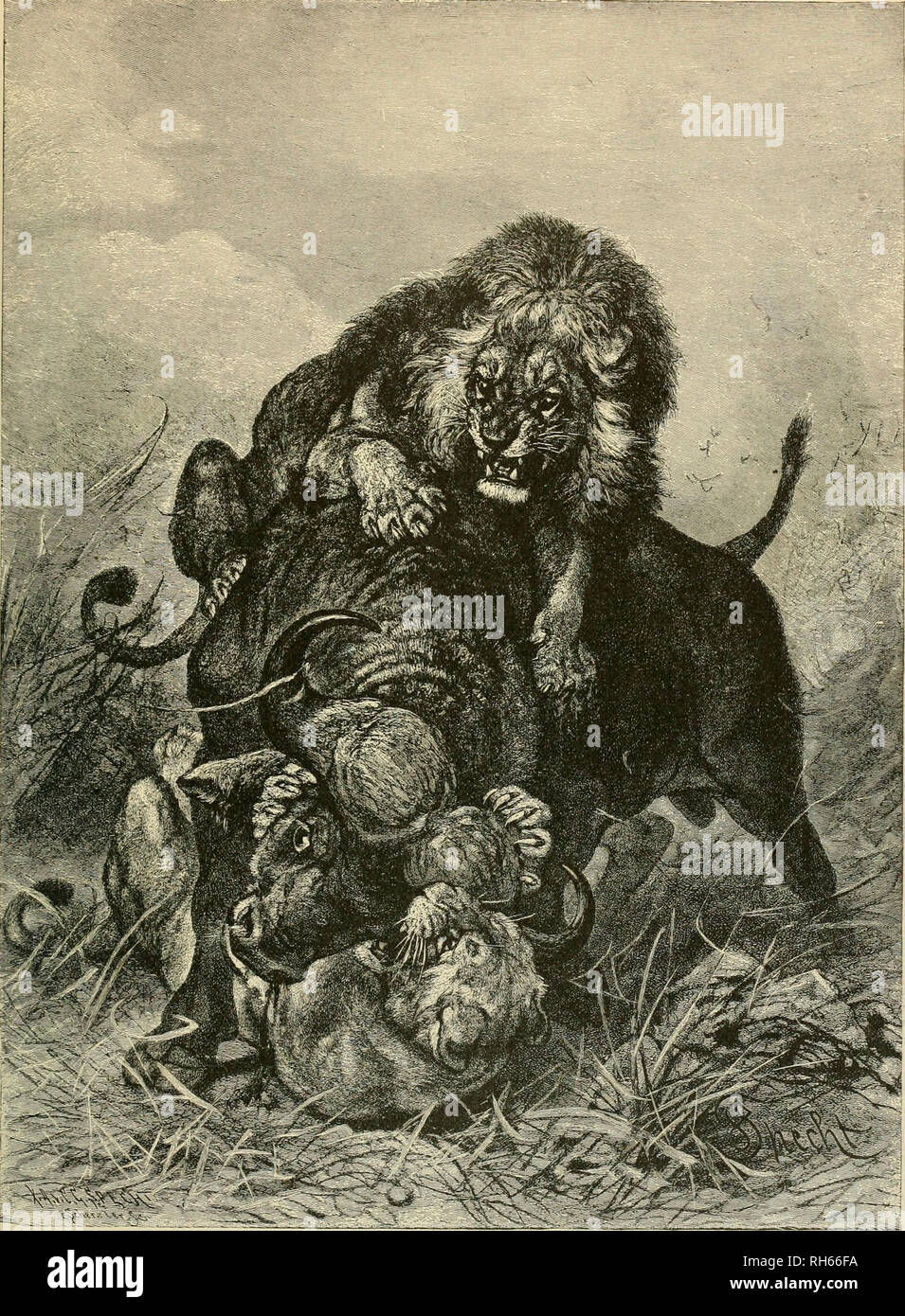Brehm's Life of animals : a complete natural history for popular home  instruction and for the use of schools. Mammals; Animal behavior. LIONS  ATTACKING A BUFFALO. Here is a battle-royal between