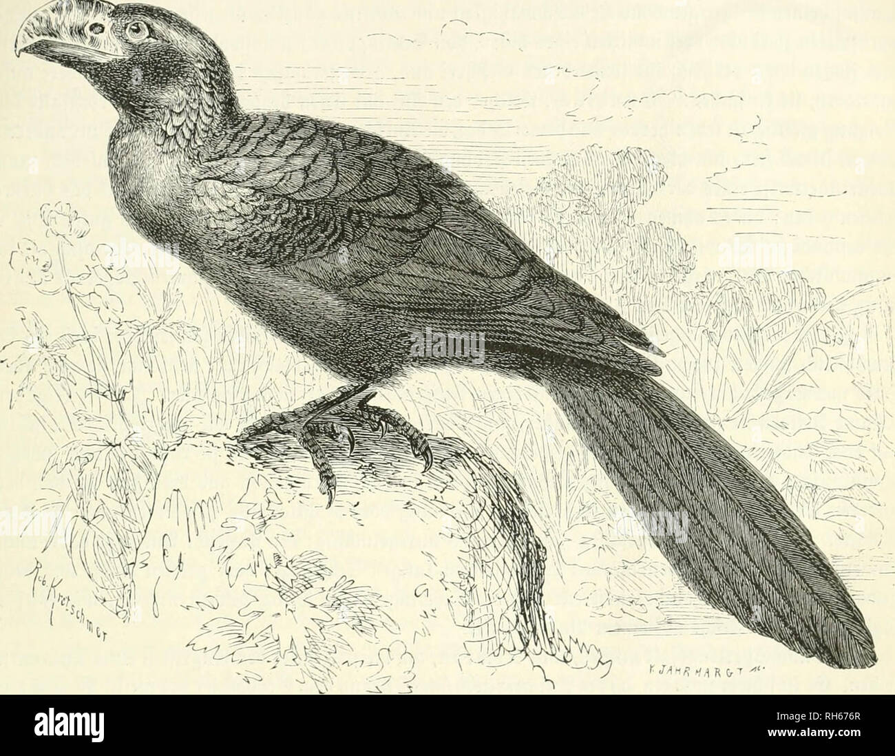 . Brehms Thierleben : Allgemeine Kunde des Thierreichs. Animal behavior ...