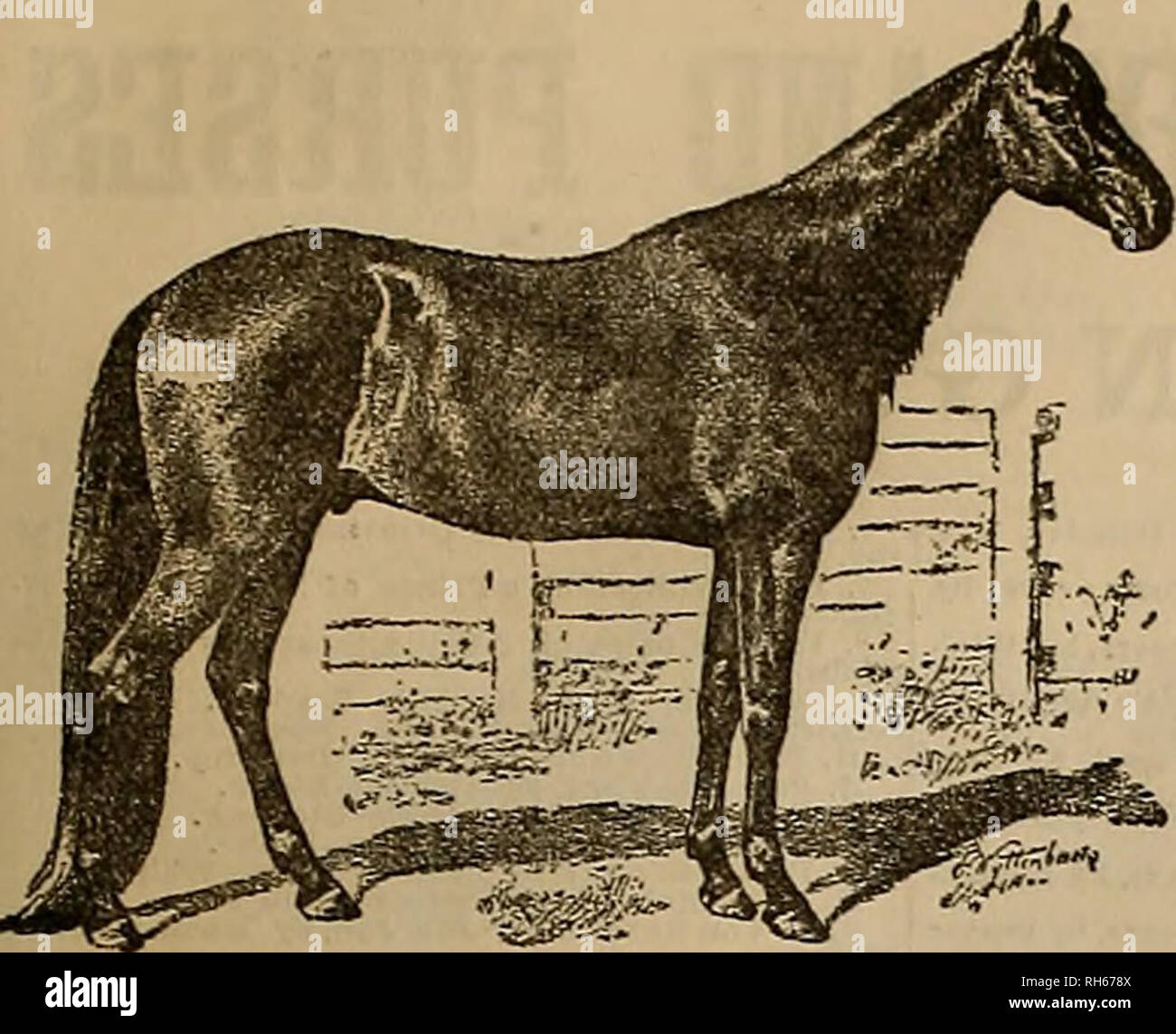 Breeder And Sportsman Horses 1883 3 Toe Wxtt Amp Tt Ixml J Amp Pjowtsnxmt 255 Stallions Mambeino Trotting Stallion Abbotsford Tw Record At Six Years Old 2 21 Quot 3 Pedigree Bt Woodford Mamrrino His Dam Columbia By
