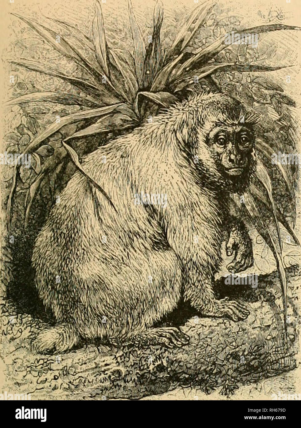 Brehm's Life of animals : a complete natural history for popular home  instruction and for the use of schools. Mammals; Animal behavior. THE  AMERICAN MONKEYS—OWL. 61 Monkey is the connecting link