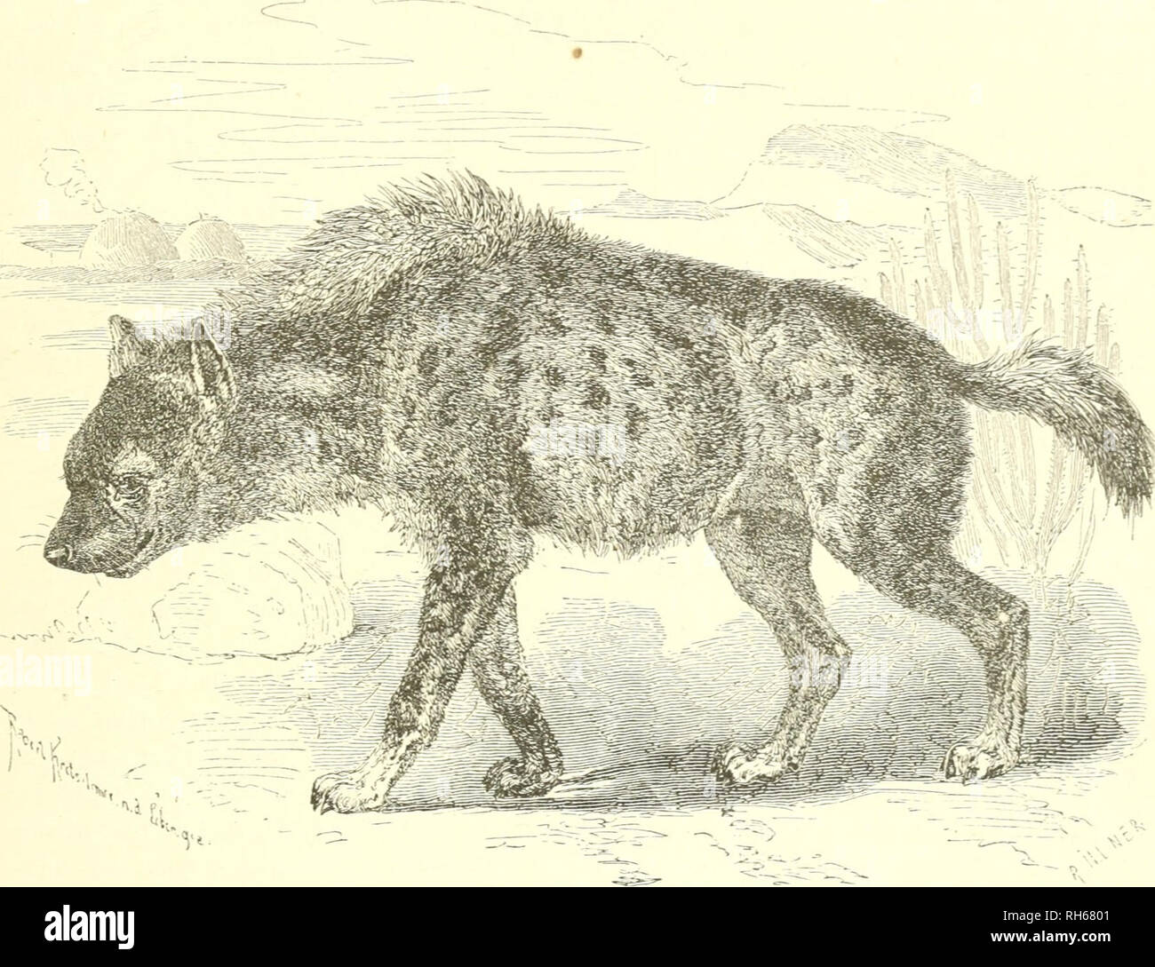 . Brehms Thierleben : Allgemeine Kunde des Thierreichs. Animal behavior; Zoology. XÃ¼ptelftiÃ¤ne. 7 man tuci^, Ã¶ier %xkn ber Ã¶riippe, brci ec^tc iinb eine biertc, treli^e als ein Ã¼erniittelnbeg S3inbe= Qtieb Ã¤tÃ¼iicfieu -Ã¶iÃ¤nen iinb ben ^iÃ¶ett'a^eii angeic^eu lÃ¼erbeu baif. '^kXÃ¼p]ti= ober geflecfte Ã¶iÃ¤ne, ligertÃ¼otf bet ^a|)(Ã¤nber (Hyaena crocuta, Canis crocutus, Hyaena capensis unb maculata, Crocuta iiiaculata), unterjc^eibet fid) burc^ iljreu frÃ¤ftigen ÃÃ¶rperbou unb ben geflecften ^^elj Oon ber Ã¶iel f^Ã¤ufiger a(Â§ fie ju iinÂ§ fomnienben Â©treifenljiane unb beut ciuiavbigcn  Stock Photo