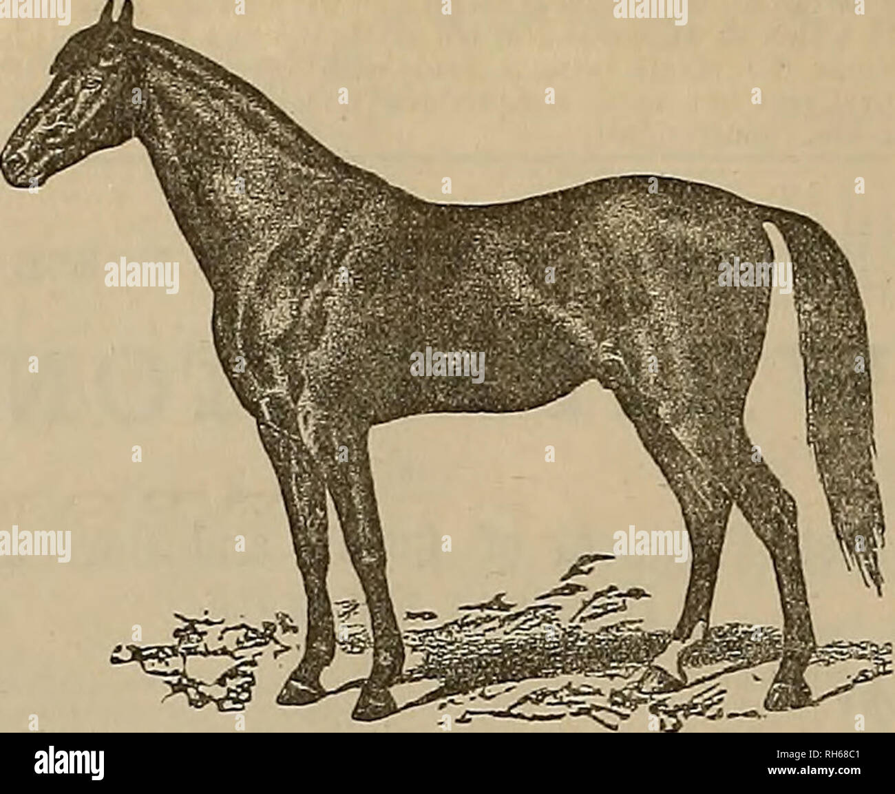 Featured image of post Got Seasons Horse Drawing Choose your favorite horse drawings from millions of available designs