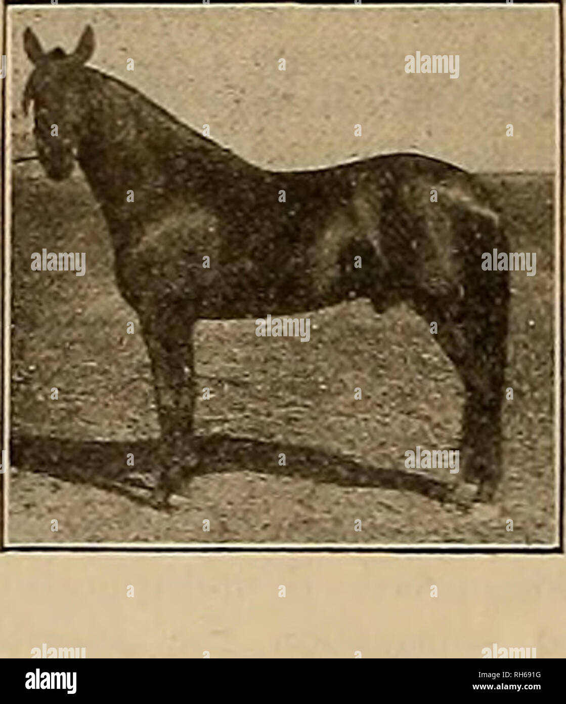 . Breeder and sportsman. Horses. Kinney Lou 2:07 . Reg. No. 37621 FASTEST TROTTING SON OF THE GREAT MCKINNEY 2:11%. % | glOO for the Season I [ Cash or approved note, &quot;sua! return privilege. Diamond Mac Five years old by Kinney Lou 2:07%; dam by Don Marvin. A grand individual and highly bred young horse. $30 for the Season Cash or approved note Csuai return privilege. CAPITAL $3,000,000 The above stallions will stand at C A NT A f I A n A fÂ«| Brace's home place Mil IA C-LAKA, L-dl. Best of care taken of mares. For further particulars address Tames6 eii. BUDD DOBLE, 15 North 1st St, San J Stock Photo