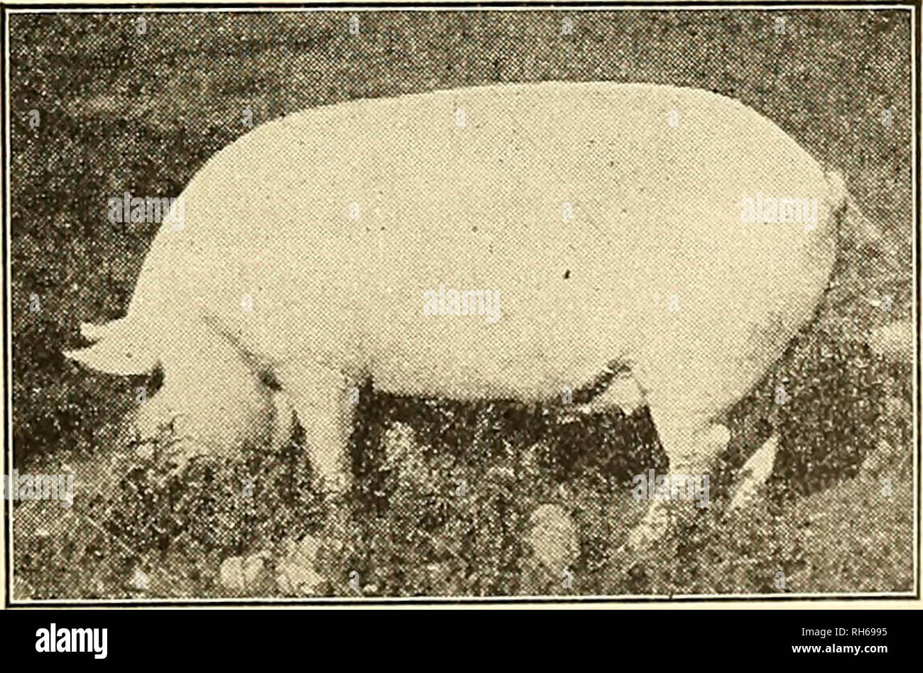 Breeding of farm animals. Livestock. IMPROVEMENT OF BREEDS 203 stallions owned privately, and, having been passed upon by the officials and found w^orthy, are approved or au- thorized for public service. Breeding of farm animals. Livestock. IMPROVEMENT OF BREEDS 203 stallions owned privately, and, having been passed upon by the officials and found w^orthy, are approved or au- thorized for public service.