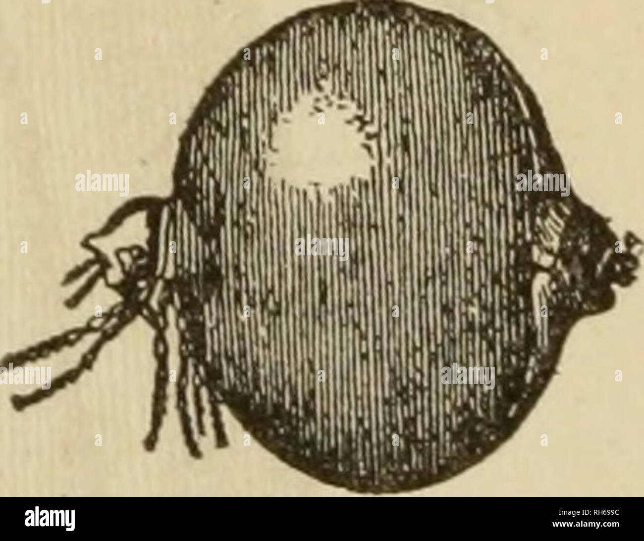 Jigger insect hires stock photography and images Alamy