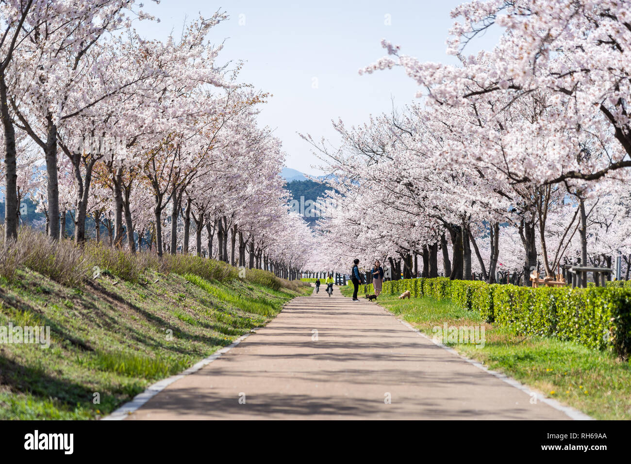Cherry blossom festival in Gyeongpodae lake, Gangneung city Stock Photo