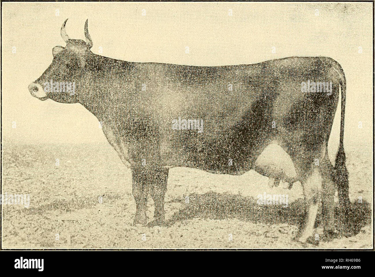 Breeding of farm animals. Livestock. SYSTEMS OF BREEDING l8l their pedigree, and thus fail to consider individual merit and performance. A line-bred pedigree is good or bad, according as the individual Breeding of farm animals. Livestock. SYSTEMS OF BREEDING l8l their pedigree, and thus fail to consider individual merit and performance. A line-bred pedigree is good or bad, according as the individual