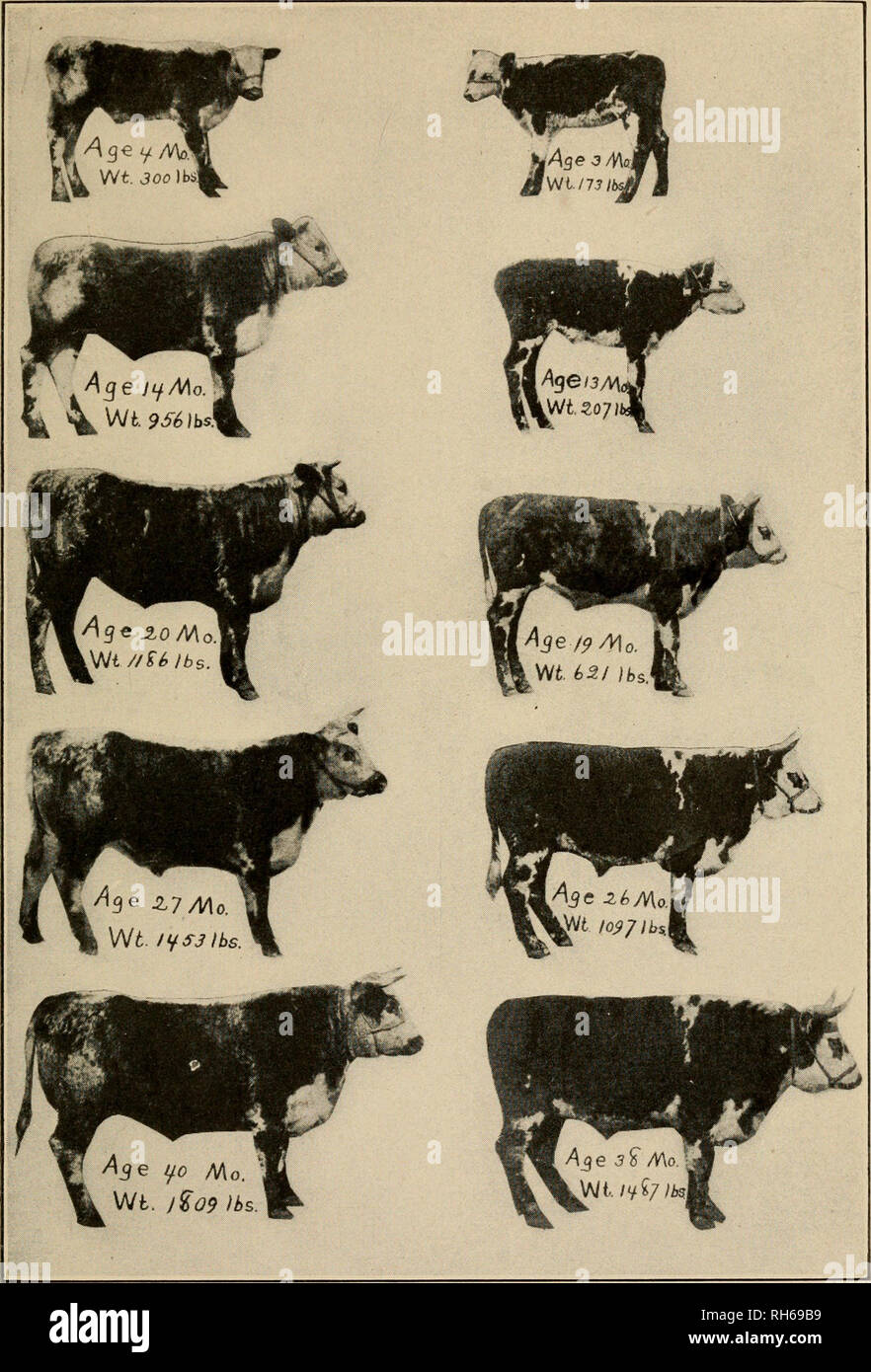The breeding of animals. Livestock. Plate XXV. — Permanent effect of  retarded growth. The animal on the left (No. 527) was fed the maximum  amount of a nutritious ration from birth.