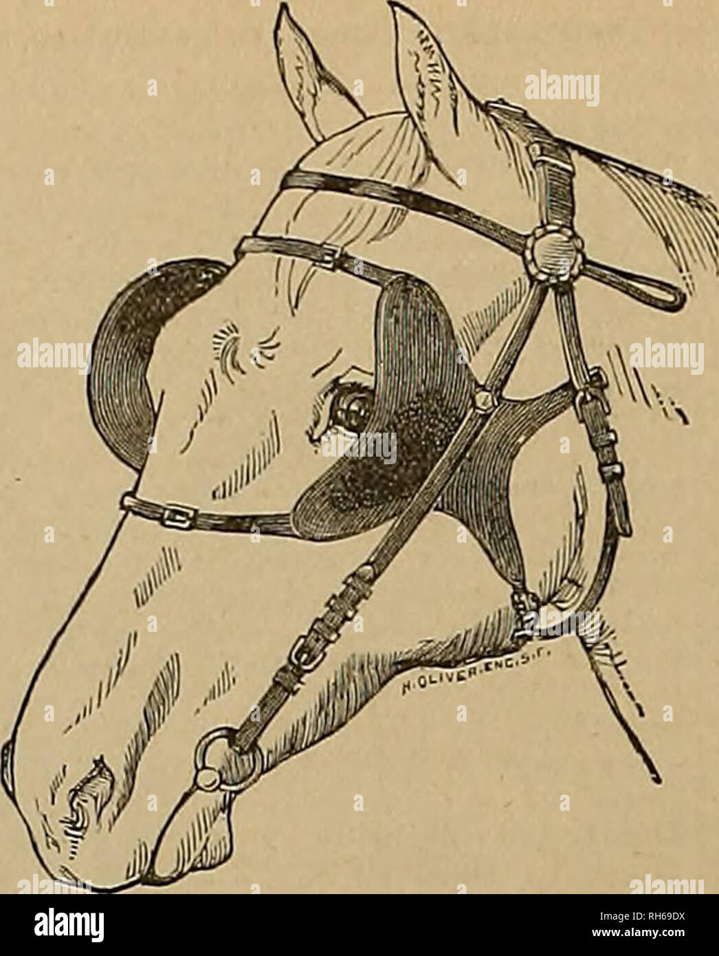 Breeder And Sportsman Horses G 6 A 9 Cj Sw A Si Will A F1sck Leading Cutlers 769 Market Street Sportiku Eoobs Telephone 5153 Improved Blind Bridle Amp Winkers For Breeder And Sportsman Horses G 6 A 9 Cj Sw A Si Will A F1sck Leading Cutlers 769 Market Street Sportiku Eoobs Telephone 5153 Improved Blind Bridle Amp Winkers For