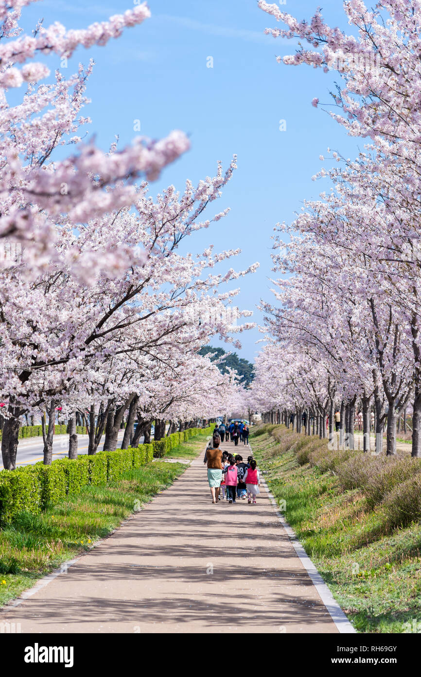 The kids enjoy Cherry Blossom in Gyeongpodae lake park, Gangneung city