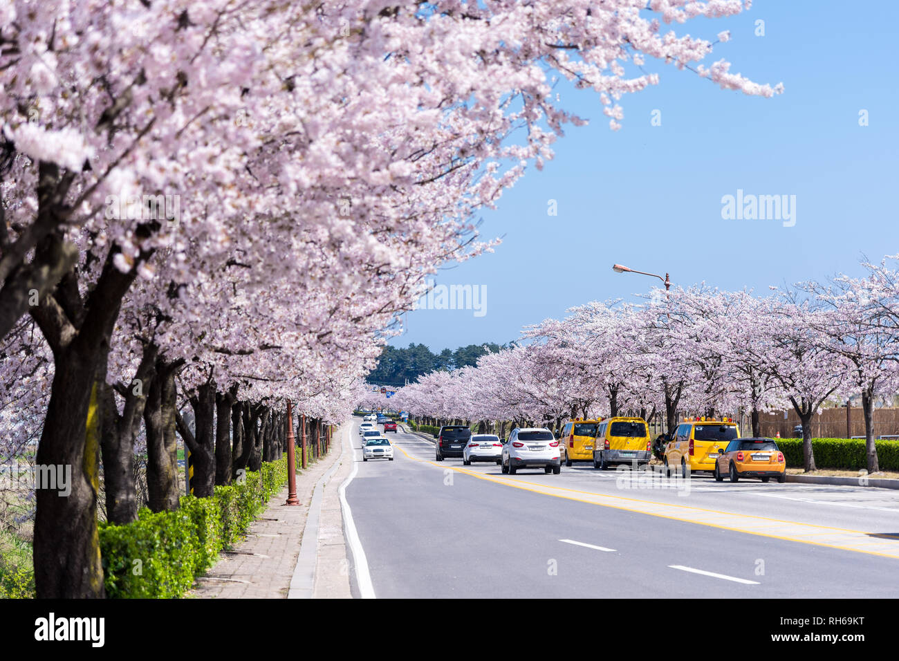 Cherry blossom pavilion hires stock photography and images Alamy