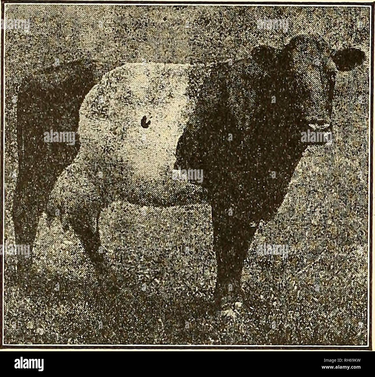Breeding of farm animals. Livestock. PERFORMANCE AND SELECTION 120 six years of age, when the requirement calls for 2)37 pounds of fat. The advanced register record.—A pedigree consists of the name Breeding of farm animals. Livestock. PERFORMANCE AND SELECTION 120 six years of age, when the requirement calls for 2)37 pounds of fat. The advanced register record.—A pedigree consists of the name