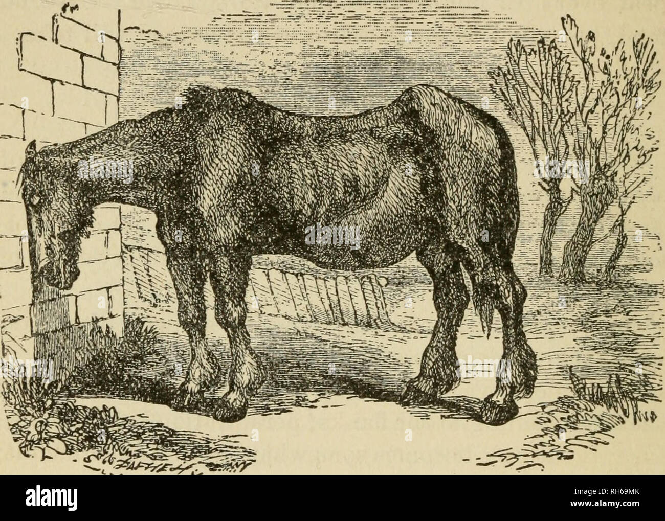 Breeding Training Management And Diseases Of The Horse And