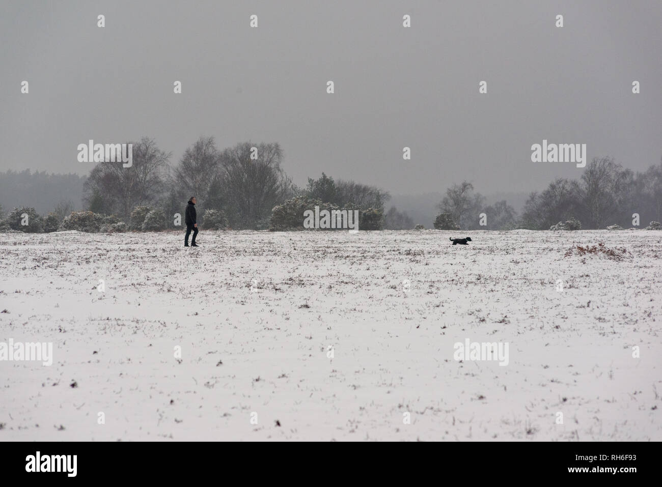 Bleak countryside landscape scene at Bramble Hill, Bramshaw, Lyndhurst, New Forest, Hampshire, UK in February. Man and a dog walking in the cold after heavy snow in the south of England national park. Stock Photo