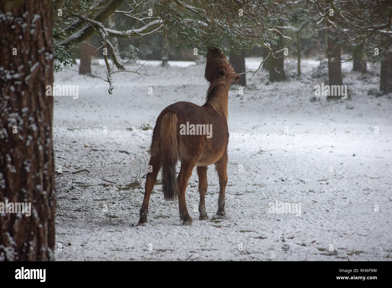 Low hanging branch hires stock photography and images Alamy