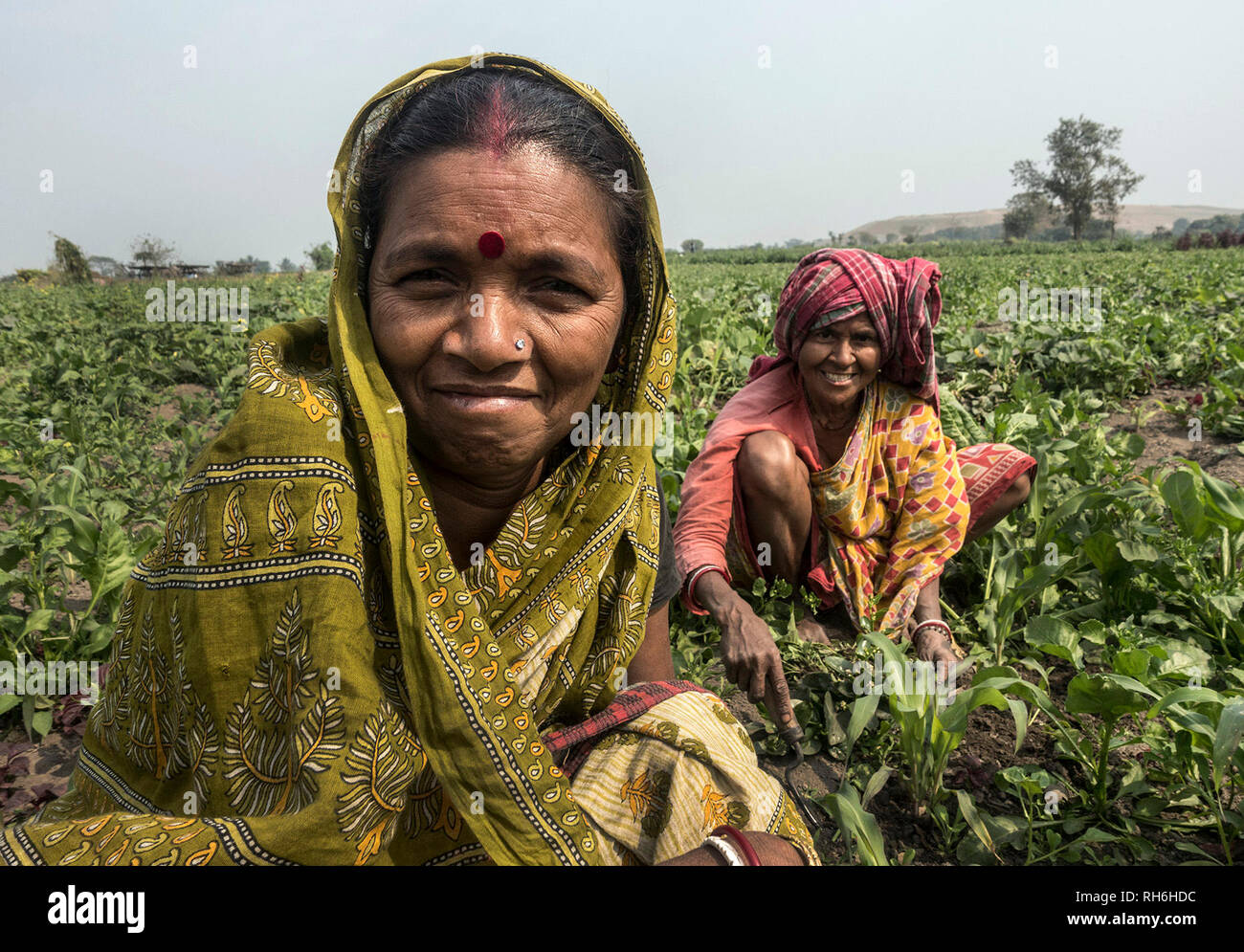 Kolkata, India. 1st Feb, 2019. Peasants work in a field in Kolkata, India, on Feb. 1, 2019. The government of India on Friday announced a 'direct money transfer' scheme for small and marginalized farmers owning up to two acres of agriculture land, whereby the farmers would receive 6,000 Indian Rupees annually from the government. Credit: Tumpa Mondal/Xinhua/Alamy Live News Stock Photo