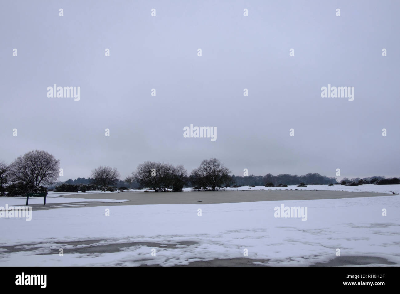 New Forest, Hampshire. 1st Feb 2019. UK Weather Beuatiful snowy scenes