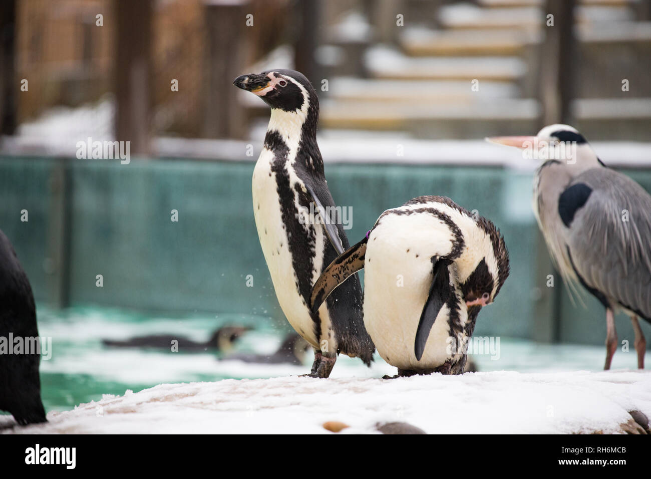 (190201) -- LONDON, Feb. 1, 2019 (Xinhua) -- Humboldt penguins enjoy the snow at ZSL London Zoo in London, Britain, on Feb. 1, 2019. (Xinhua/ZSL London Zoo) Stock Photo