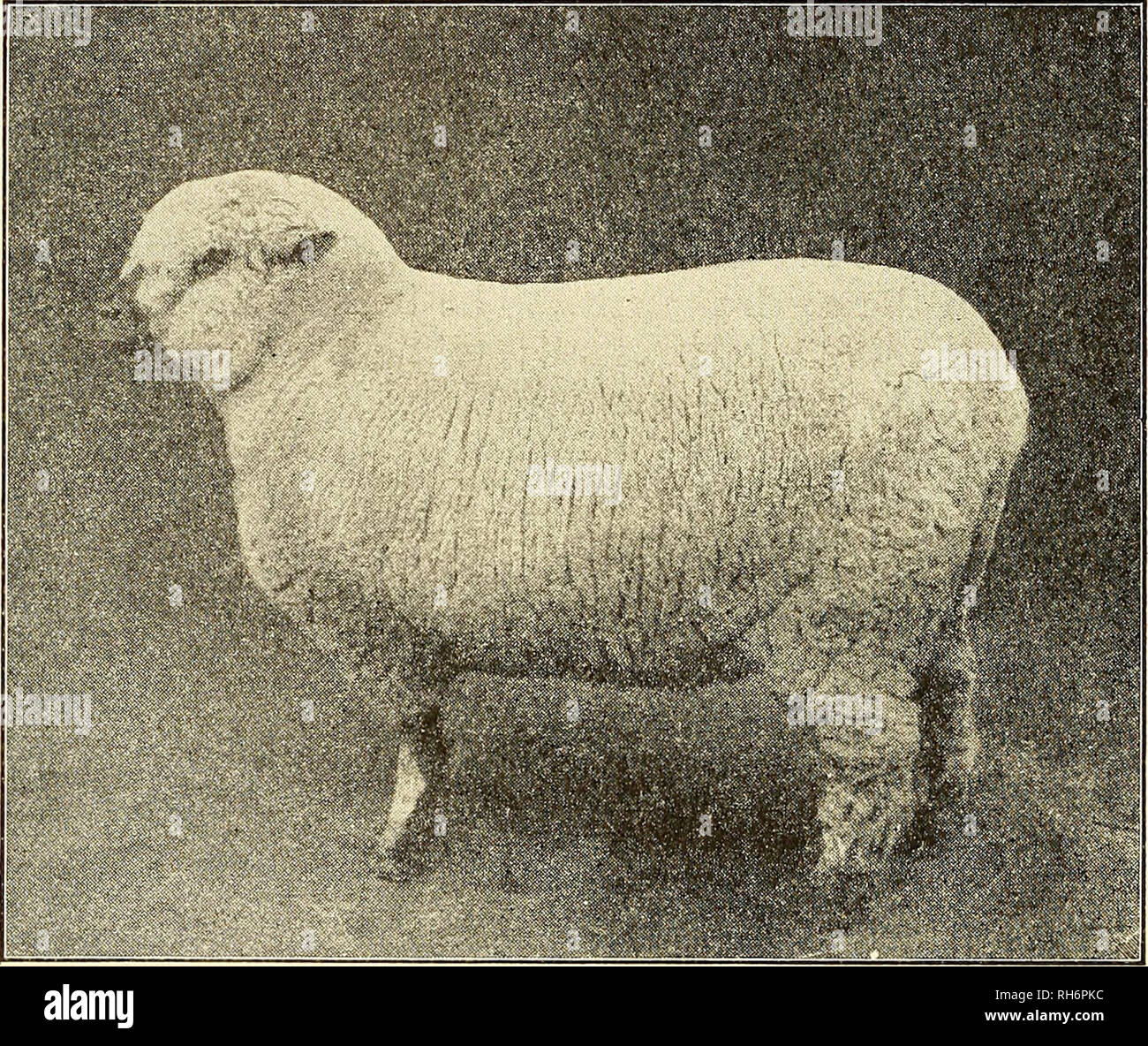 Breeding of farm animals. Livestock. OO BREEDING OF FARM ANIMALS years of age; she does not breed until well along in years, and she usually gives birth to but few calves Breeding of farm animals. Livestock. OO BREEDING OF FARM ANIMALS years of age; she does not breed until well along in years, and she usually gives birth to but few calves