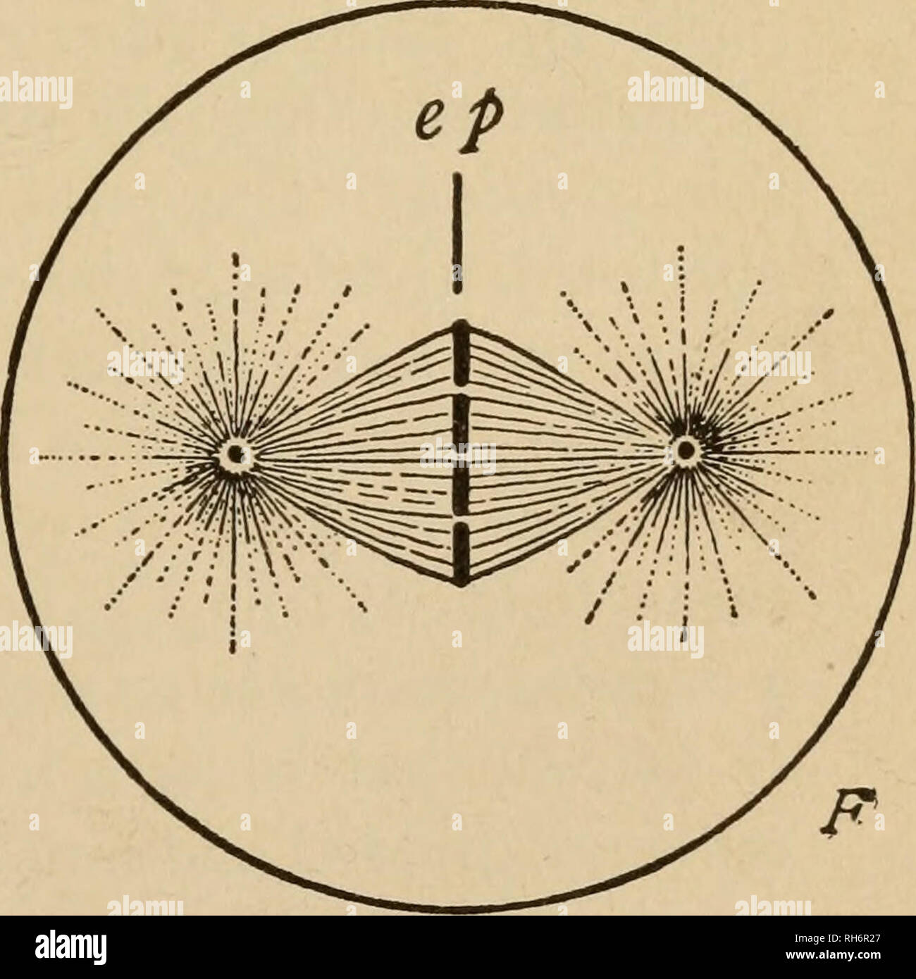 The Breeding Of Animals Livestock Fig 1 Cell Division Diagram Showing Typical Prophases In Cell Division A Vegetative Or Resting Stage Showing Nucleus B The Spireme Thread C Preparation For