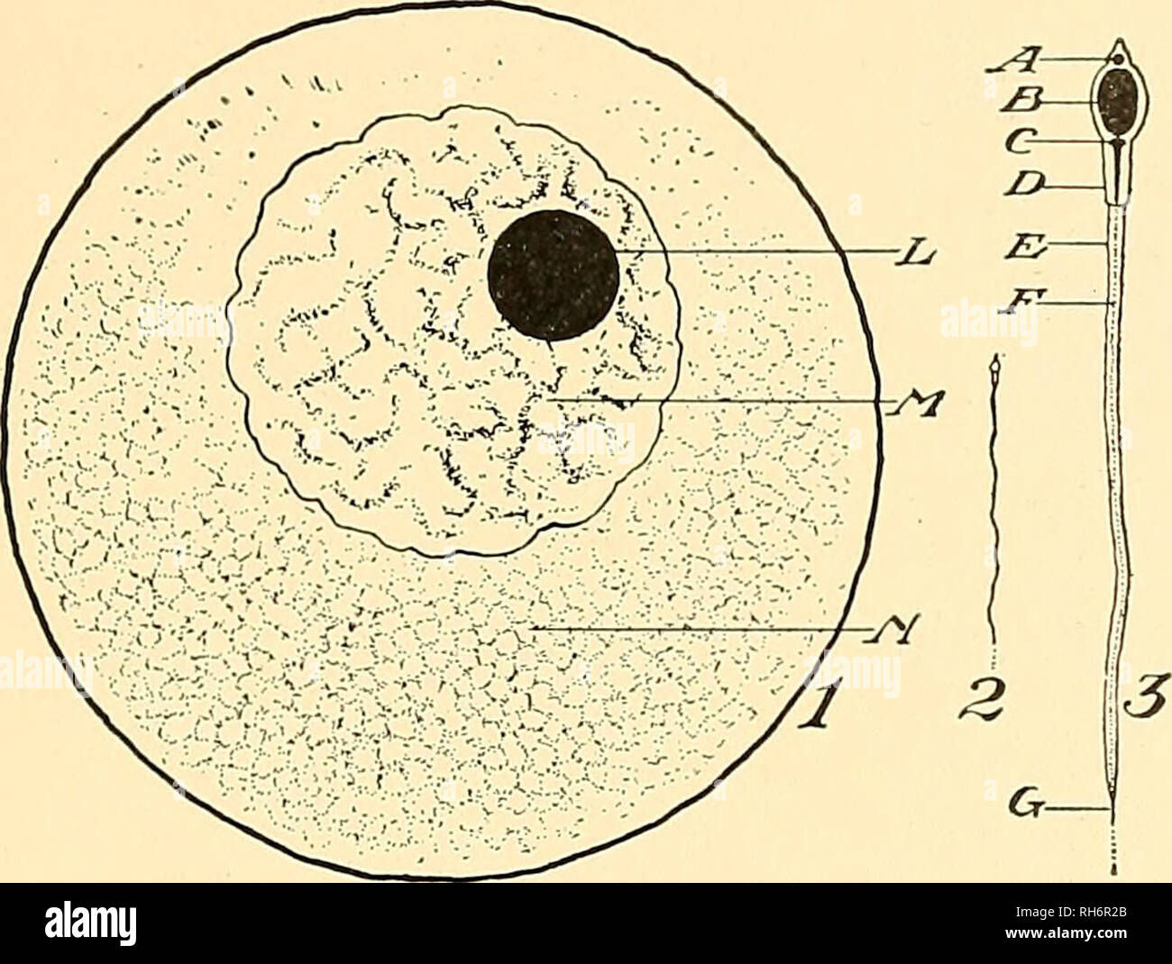 . Breeding of farm animals. Livestock. REPRODUCTIVE ORGANS AND GERM CELLS 17 is very minute, many thousand times less than the bulk of the latter. The sperm cell resembles a minute, elon- gated tadpole, swimming very actively about by the vibrations of a long slender tail. This locomotion is. Fig. 6—Diagram of the Germ Cells 1. Egg cell. 2. Sperm cell size to compare with egg cell. 3. Sperm cell enlarged to show parts. A. Apical body. B. Nucleus. C. End knob. D. Middle piece. E. Envelope of tail. F. Tail piece. G. End piece. L. Nucleolus or germinal spot. M. Nucleus or germinal vesicle contain Stock Photo