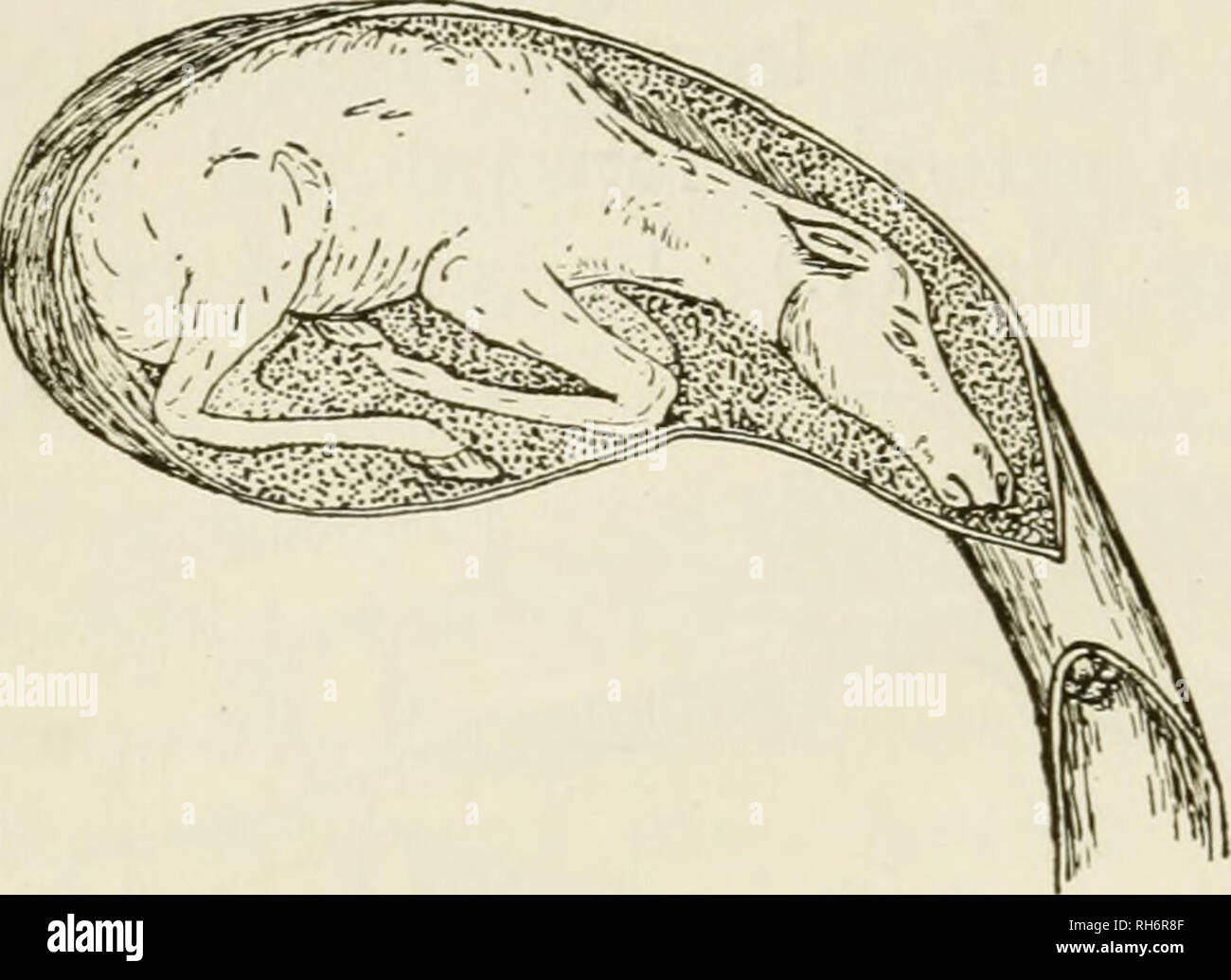 The Breeding Of Animals Horses Livestock 78 The Breeding