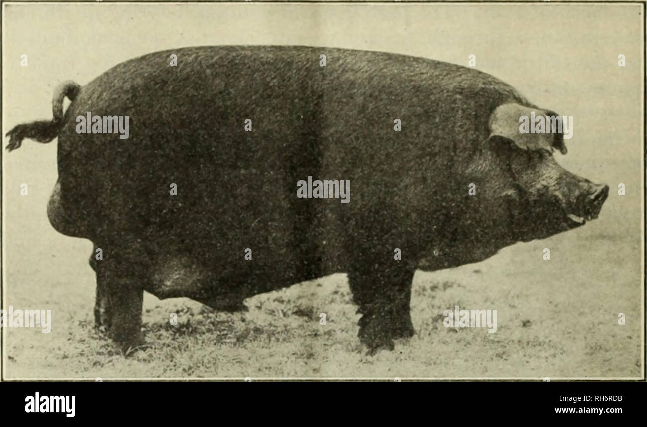 Duroc Jersey High Resolution Stock Photography and Images - Alamy