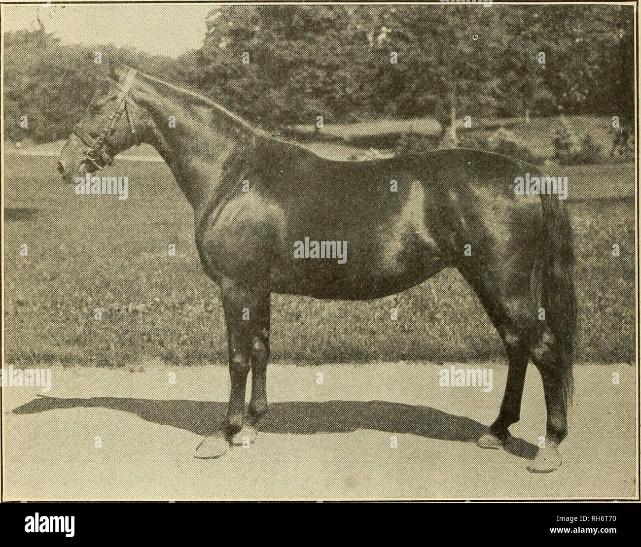 Breeding Morgan Horses At The U S Morgan Horse Farm Morgan