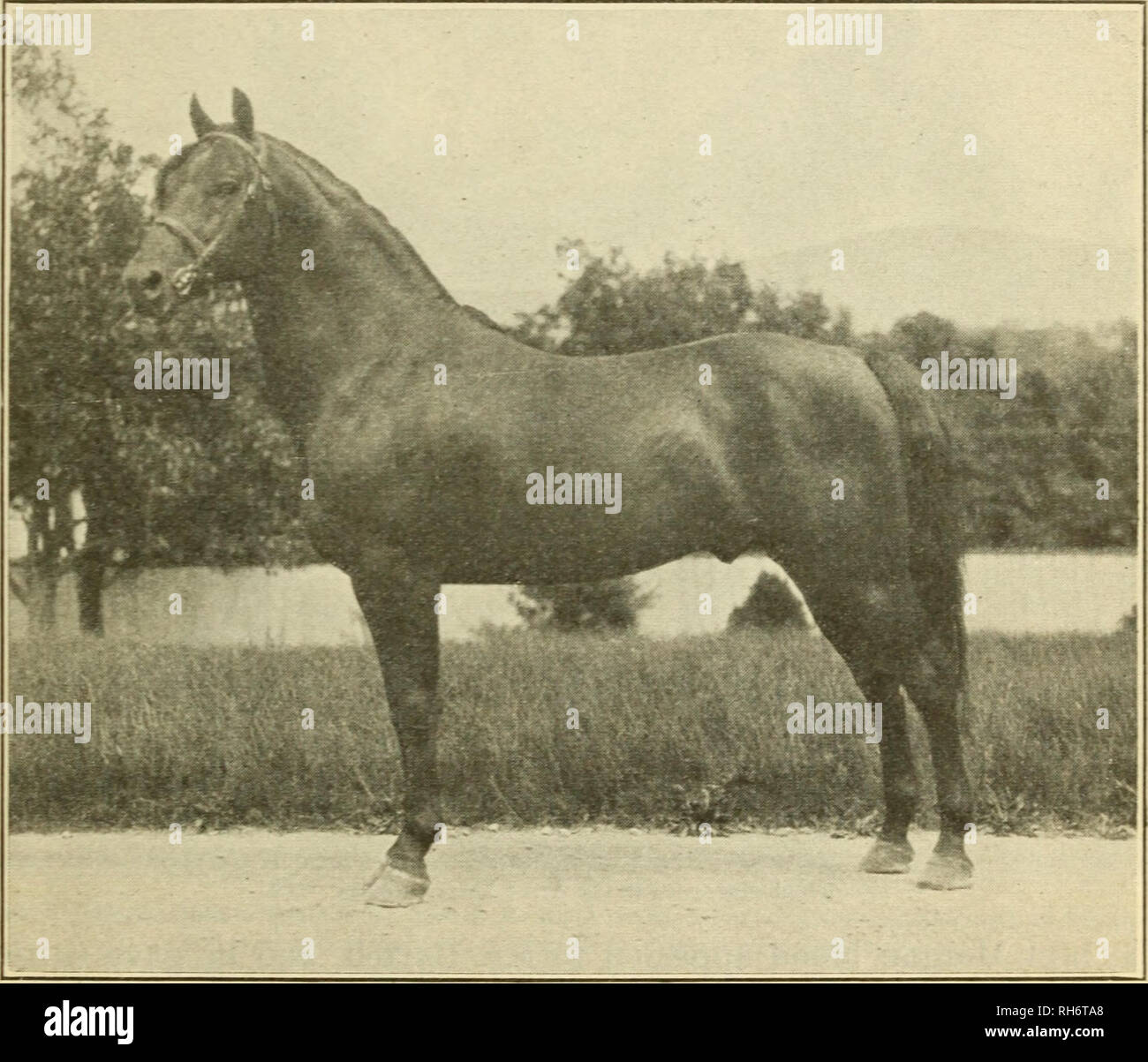 How Much Do Horse Breeders Make