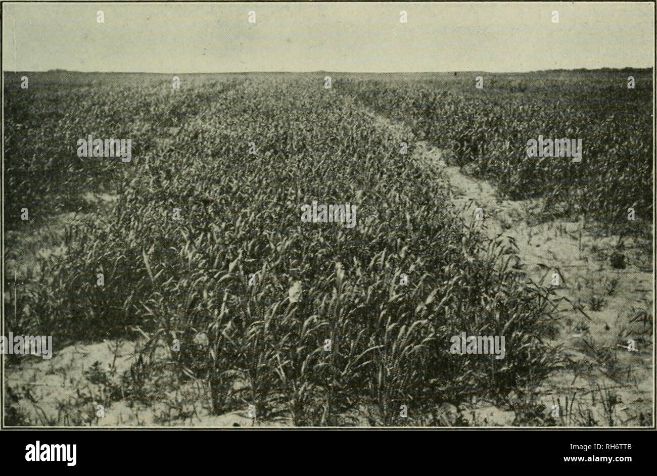 Cross breeding in crops hi-res stock photography and images - Alamy