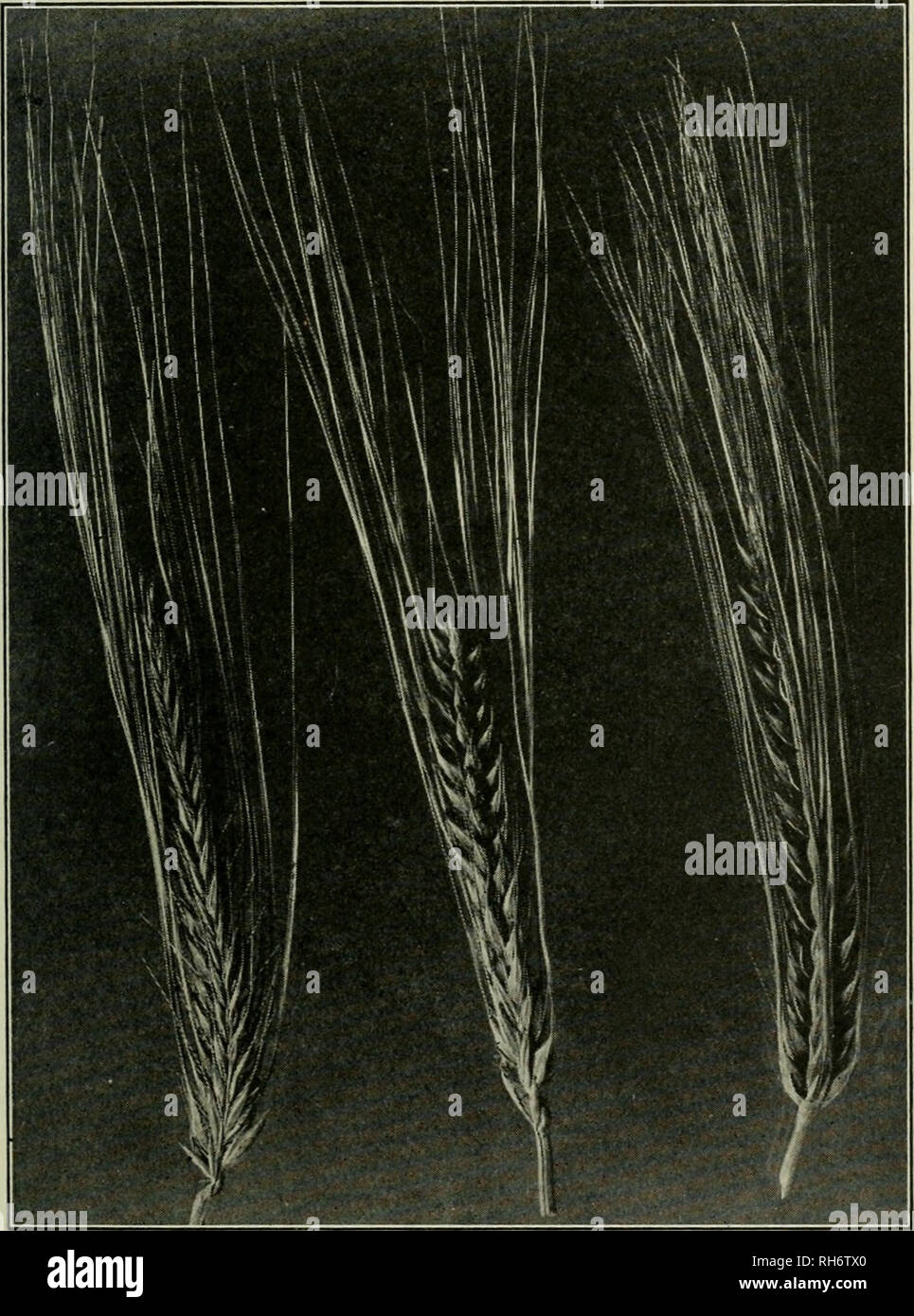 . Breeding crop plants. Plant breeding. CLASSIFICATION AND INHERITANCE OF SMALL GRAINS 101 with very low fruitfulness in Fi and a ratio indicating one main factor difference in F2.. Fig. 24.—-Individual spikes of Ft generation of cross of Svanhals X Manchuria representing the phenotypic progeny classes in which lateral florets bear awns. From left to right: Low fertility awned plant which will give all classes of segregates in F3 as in F2; high fertility awned which will segregate into inter- jnedium, high fertility awned and six-rowed in F3; six-rowed which will breed true in F3. (After Harla Stock Photo