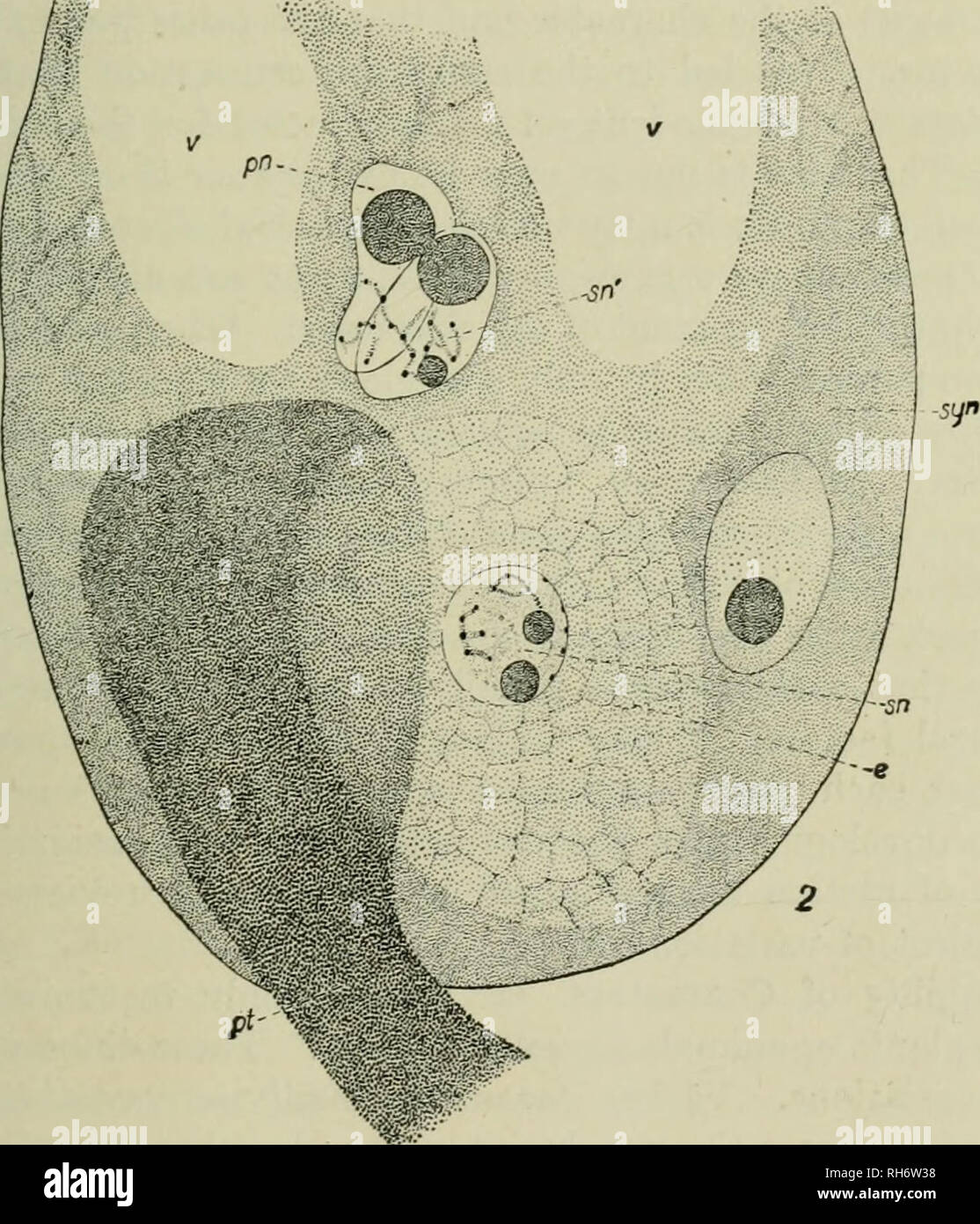 Breeding Crop Plants Plant Breeding Plaxt Rienetics 19 Elongates Forming A Pollen Tube Which Passes Down The Style This Tube Grows Through The Tissue Of The Pistil And Reaches The Embryo