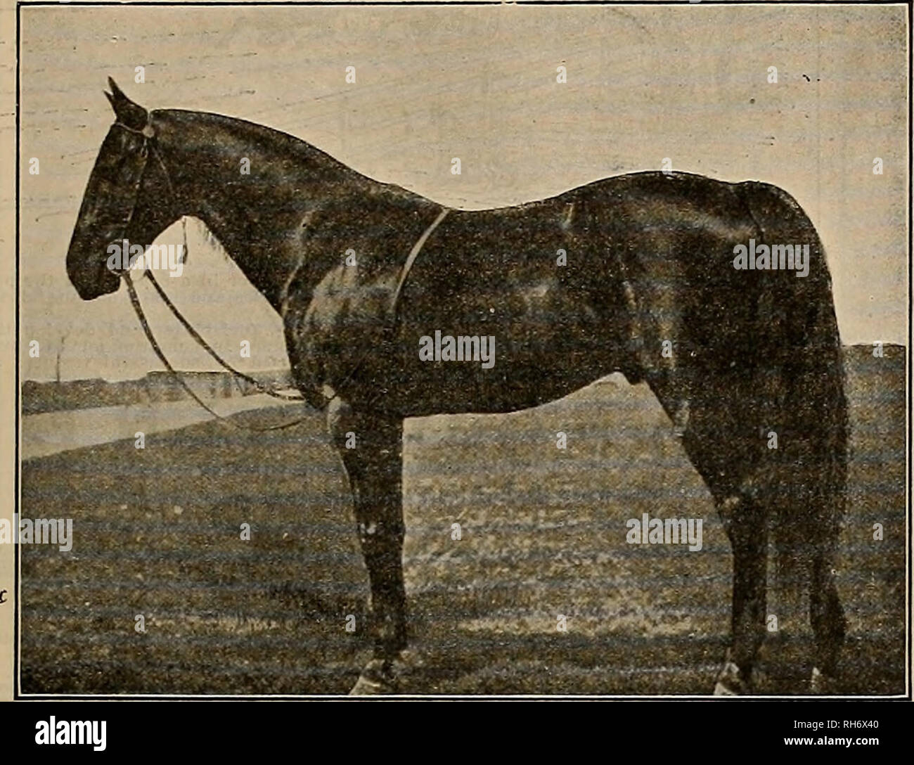 . Breeder and sportsman. Horses. Saturday, December 27, 1913.] THE BREEDER AND SPORTSMAN 23 The Bondsman 37641 Trial A- 2-A1. SIRE OF Colorado E (3) race record 2:04% World's Champion 3-year-old stallion. Col. Franklin (1913) 2:06% The Plunger (4) 2:07% A winner in both America and Europe. Creighton 2:08% Grace Bond (2) 2:14 (3) 2:09% Winner of two and three-year-old futurity. Carmen McCan 2:09% Lizzie Brown (1813) 2: 10 Arion Bond (a sire) 2:11 The Clansman (a sire) 2:13% Mary Brown (1913) 2:15% Bon Ton (1913) 2:15% Cecil Bond (p.) (1913) 2:15% And 16 others in 2:23 and better. And others in  Stock Photo