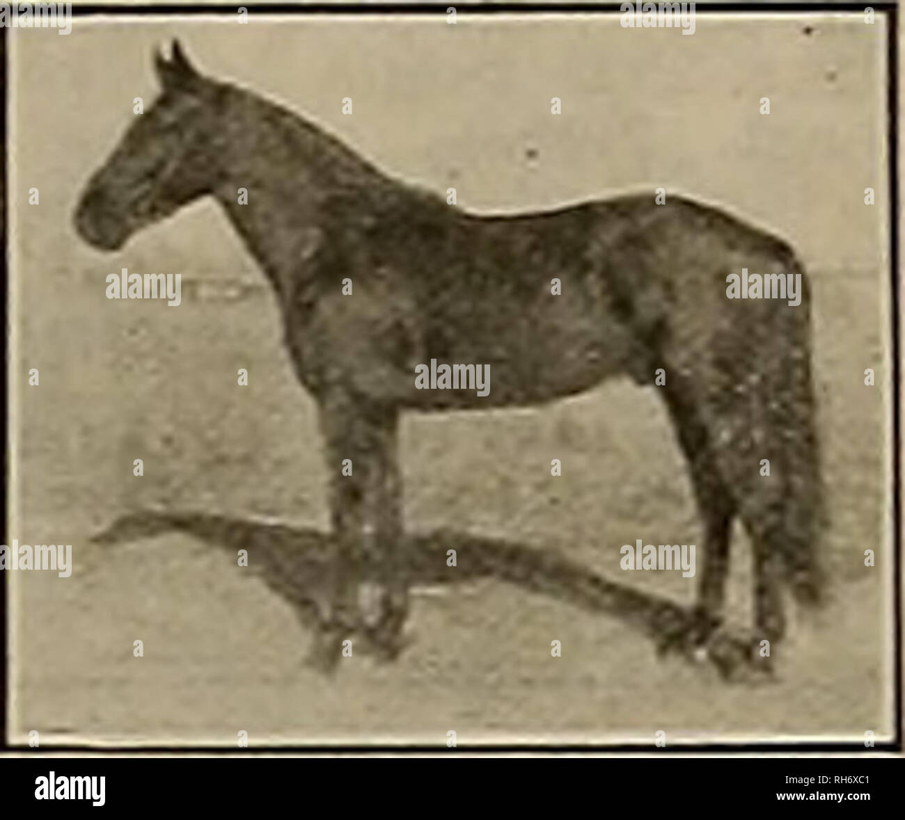 Ornia High Resolution Stock Photography and Images - Alamy