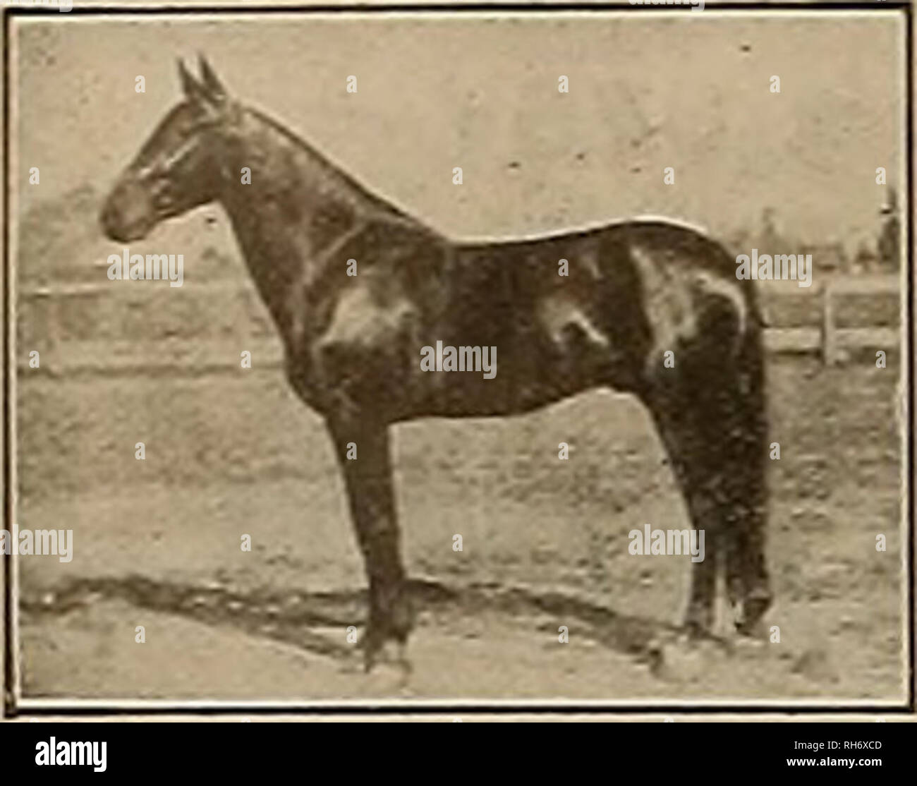 Ornia High Resolution Stock Photography and Images - Alamy